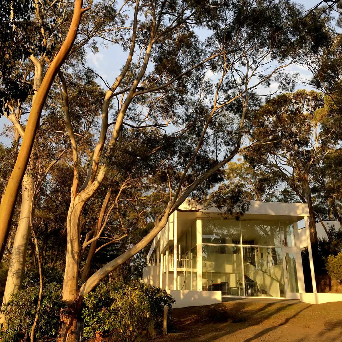 Sunset photo of OUTSIDE THE BOX, a modern white house with large windows surrounded by eucalypts.