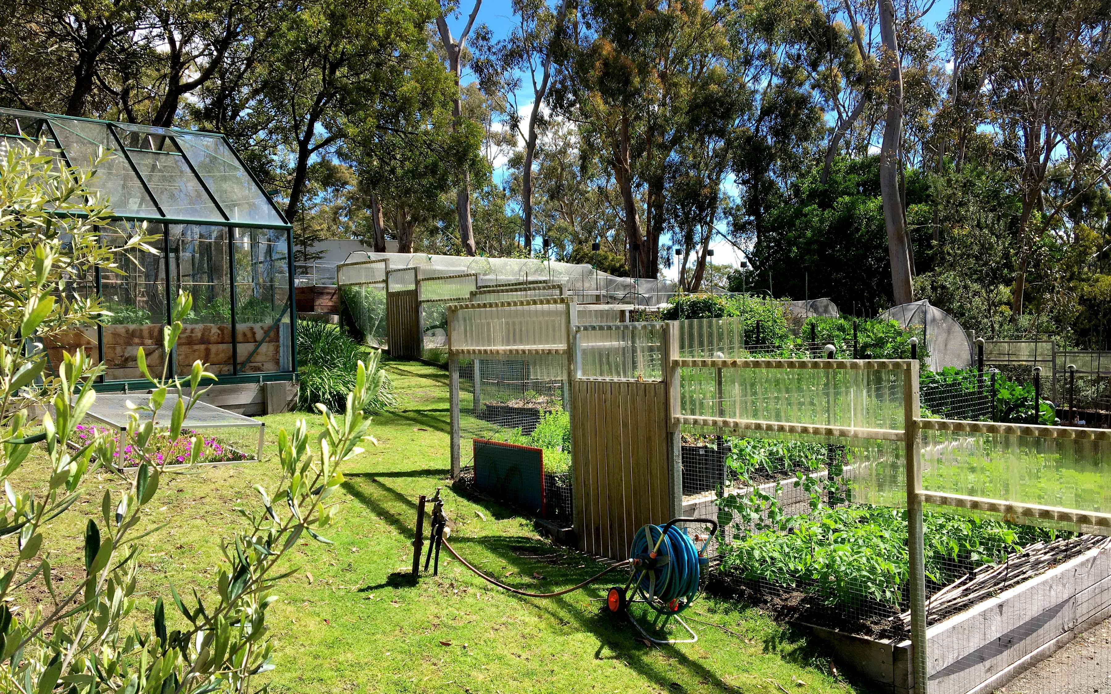 Colour image showing the fenced garden and one of our greenhouses nestled into the old lawn and surrounded by mature gum trees.