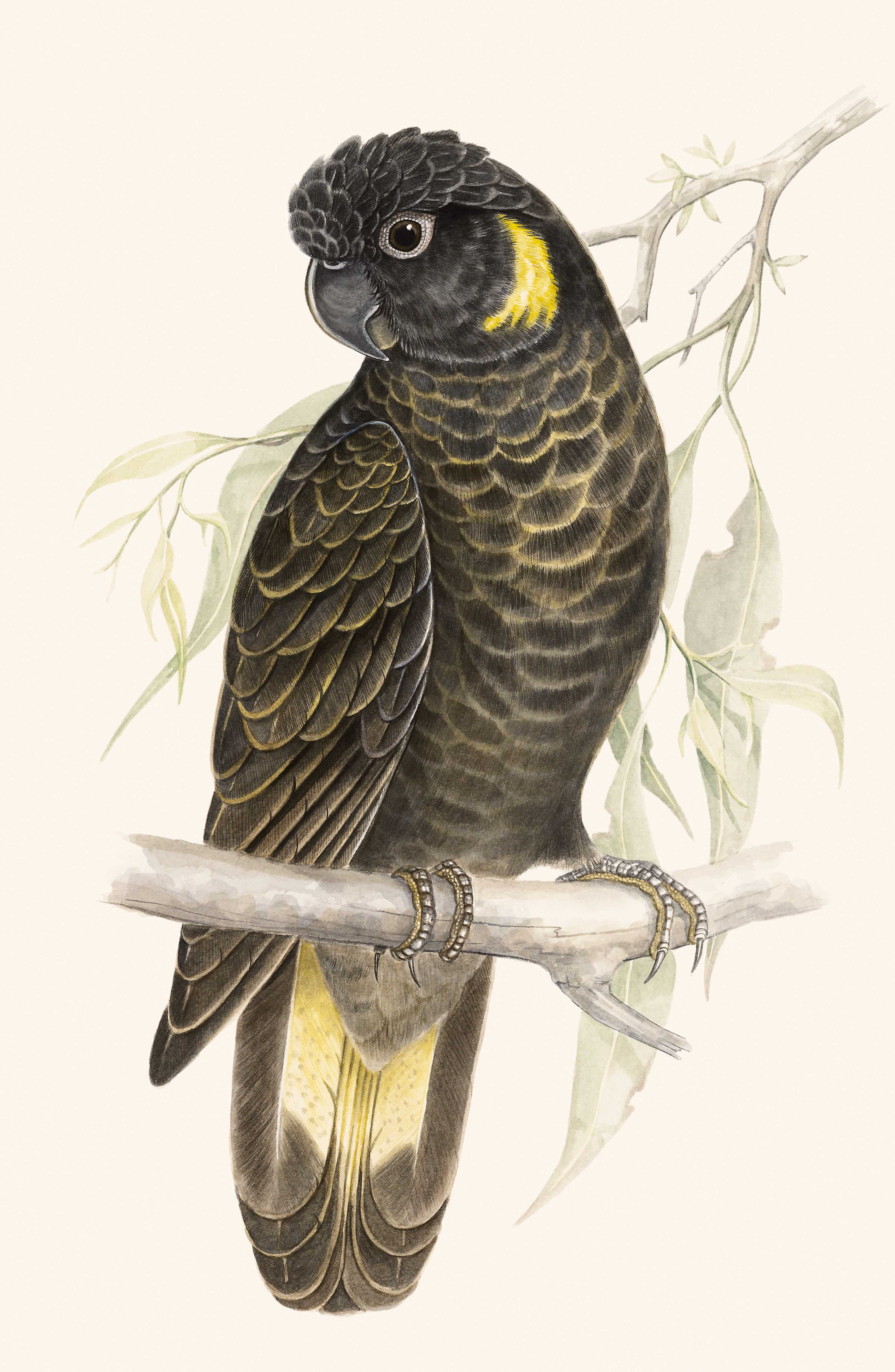 An image of the Yellow-tailed Black Cockatoo watercolour by Susan Lester.