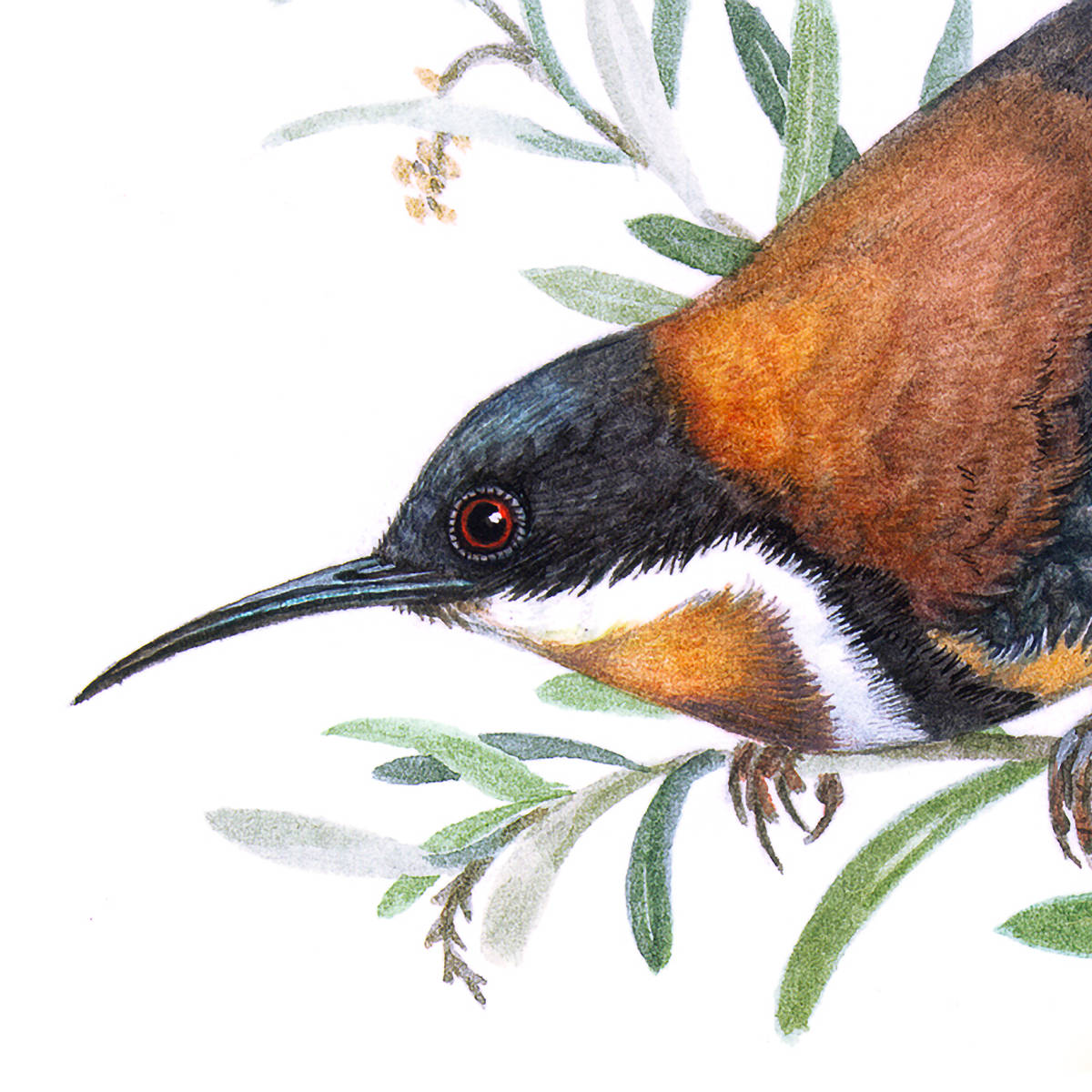 Painting of an eastern spinebill amongst native foliage by Susan Lester. Collection: Tasmanian Museum and Art Gallery.