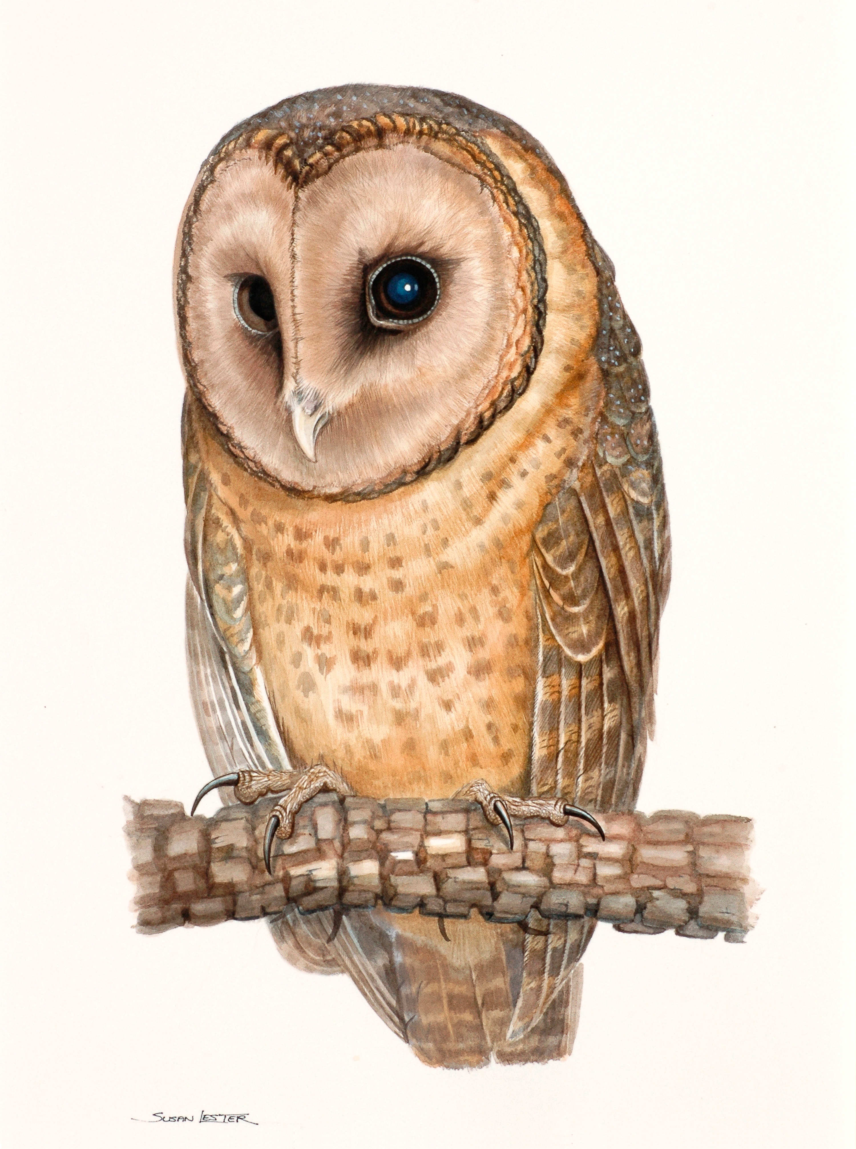Painting of a masked owl perched on a tree branch by Susan Lester. Collection: Tasmanian Museum and Art Gallery.