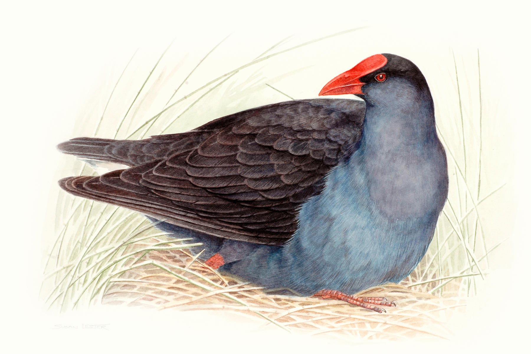 Painting of a purple swamphen nesting in grassland by Susan Lester. Collection: Tasmanian Museum and Art Gallery.