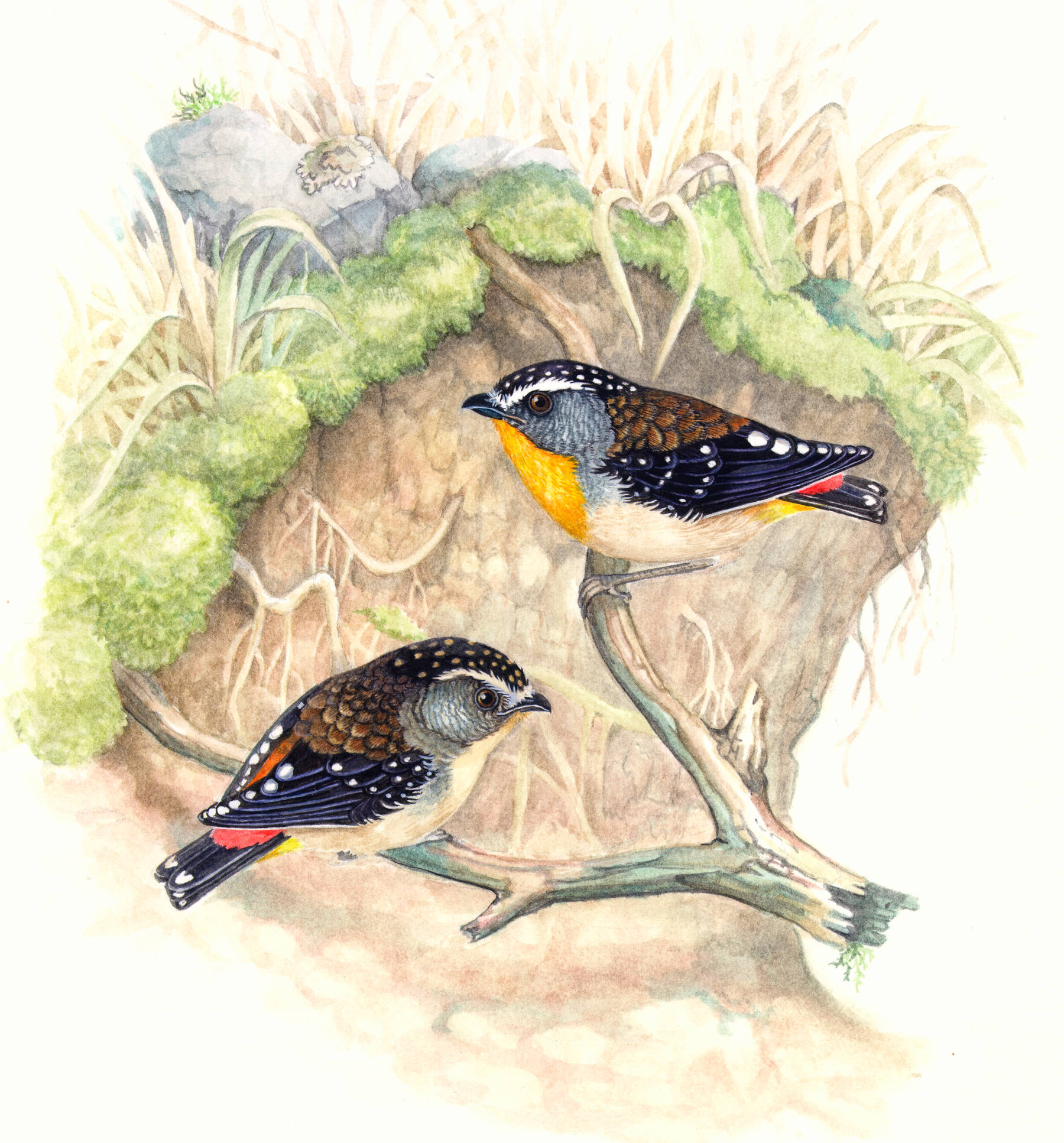 Painting of two spotted pardalotes perching on a branch by Susan Lester. Collection: Tasmanian Museum and Art Gallery.