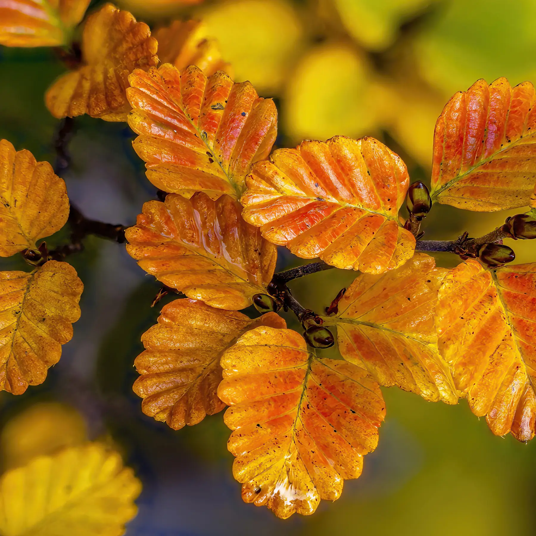 A sprig of crinkle-cut yellow and orange leaves.