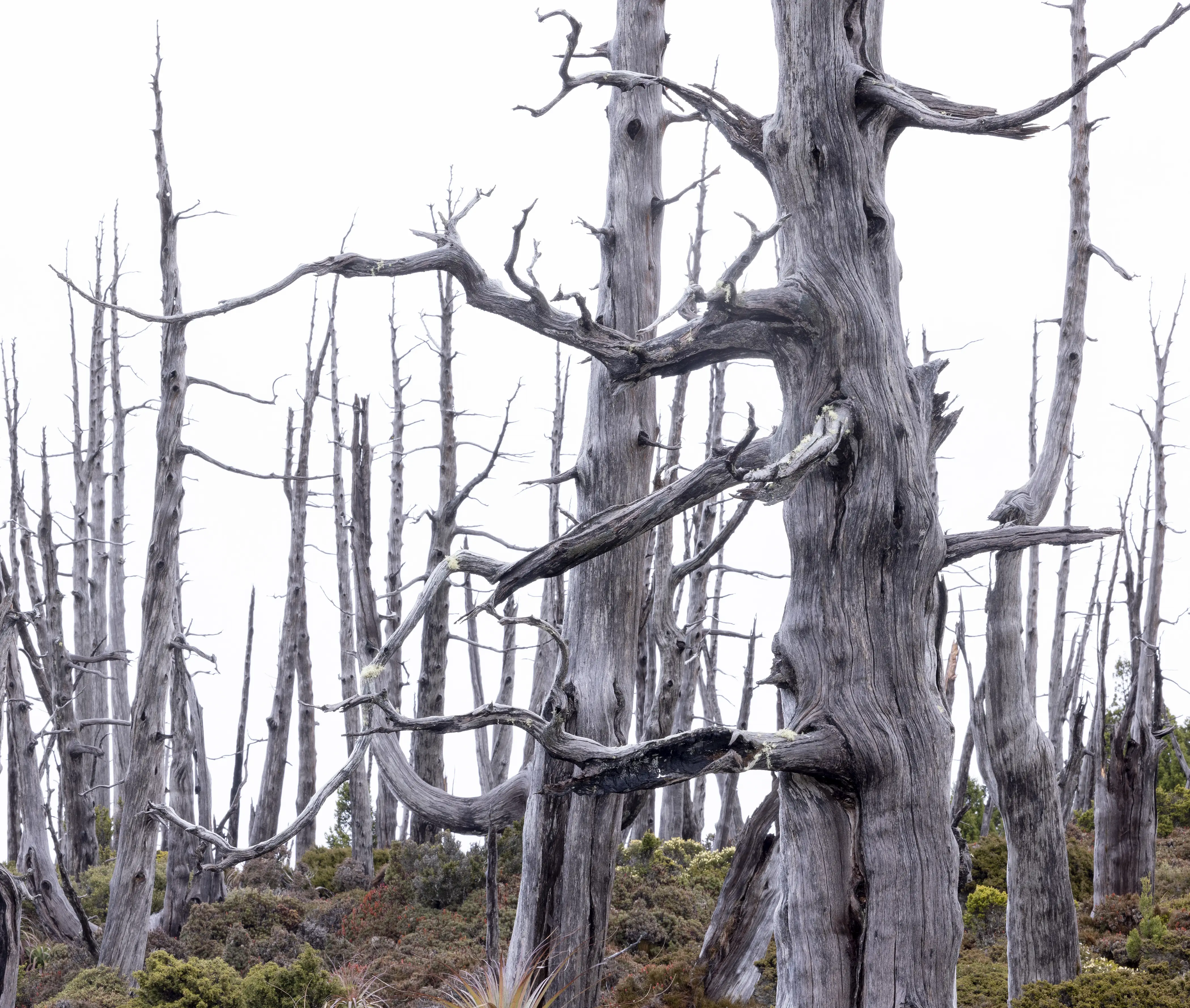 A stand of dead skeleton-like King Billy pines killed by fire.