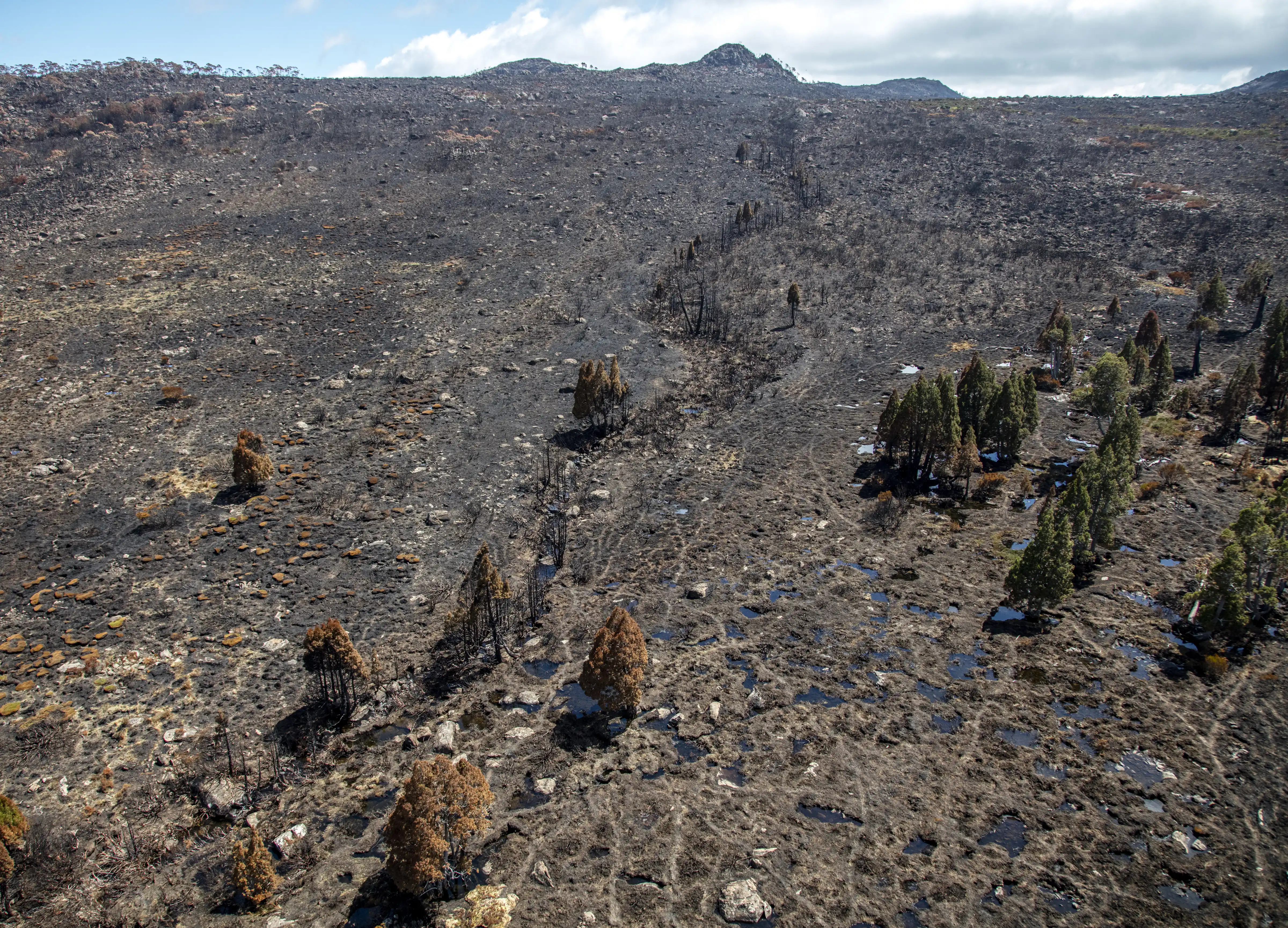 A charred alpine landscape devastated by wild fire with several dead and dying pencil pine trees.