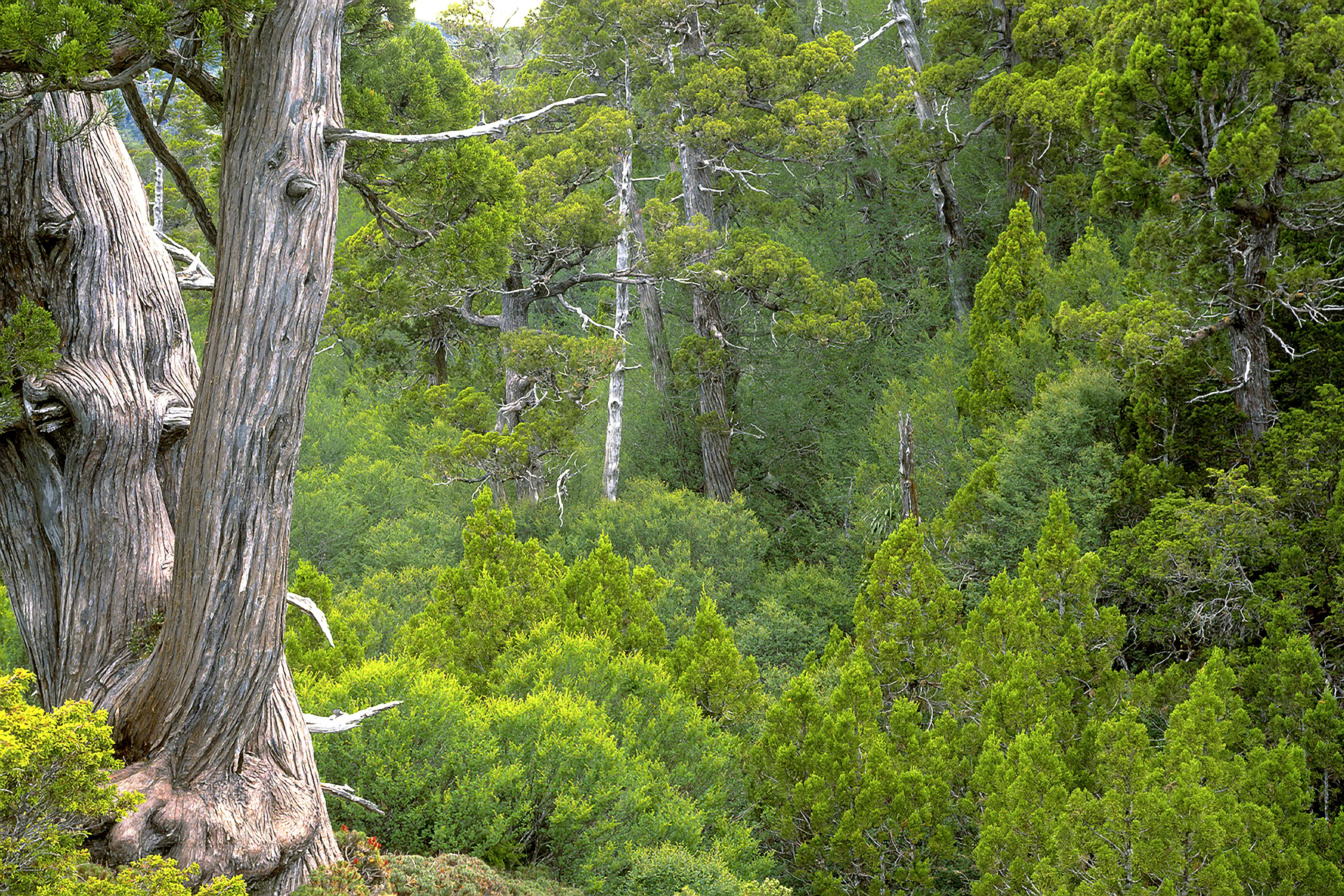 A verdant green forest landscape with two very old pencil pines and swathes of bright green fagus.