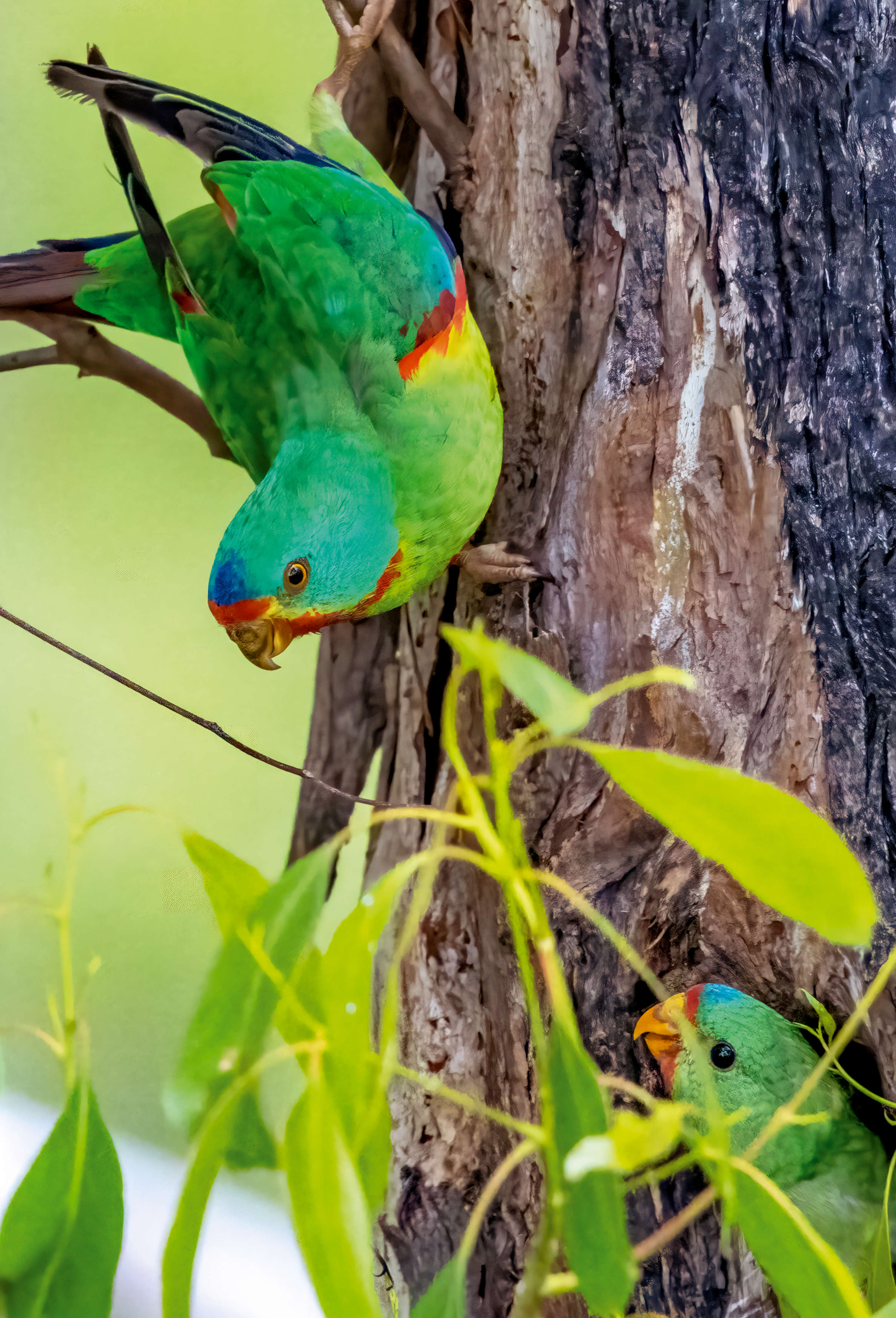 High in a mature eucalyptus tree in the Eastern Tiers, Tasmania, a Swift Parrot adult is feeding its chick. Image by Rob Blakers.