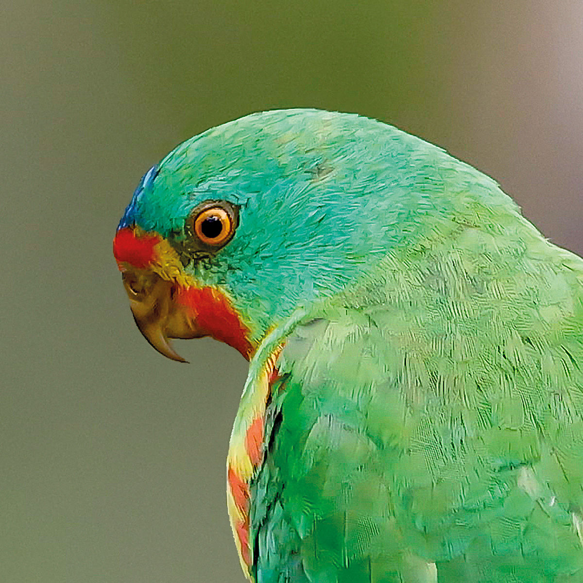 A close up of an adult Swift Parrot’s head showing its vibrant red, yellow  and green colouring, its powerful hooked beak and yellow-ringed black eye. Image by Rob Blakers.