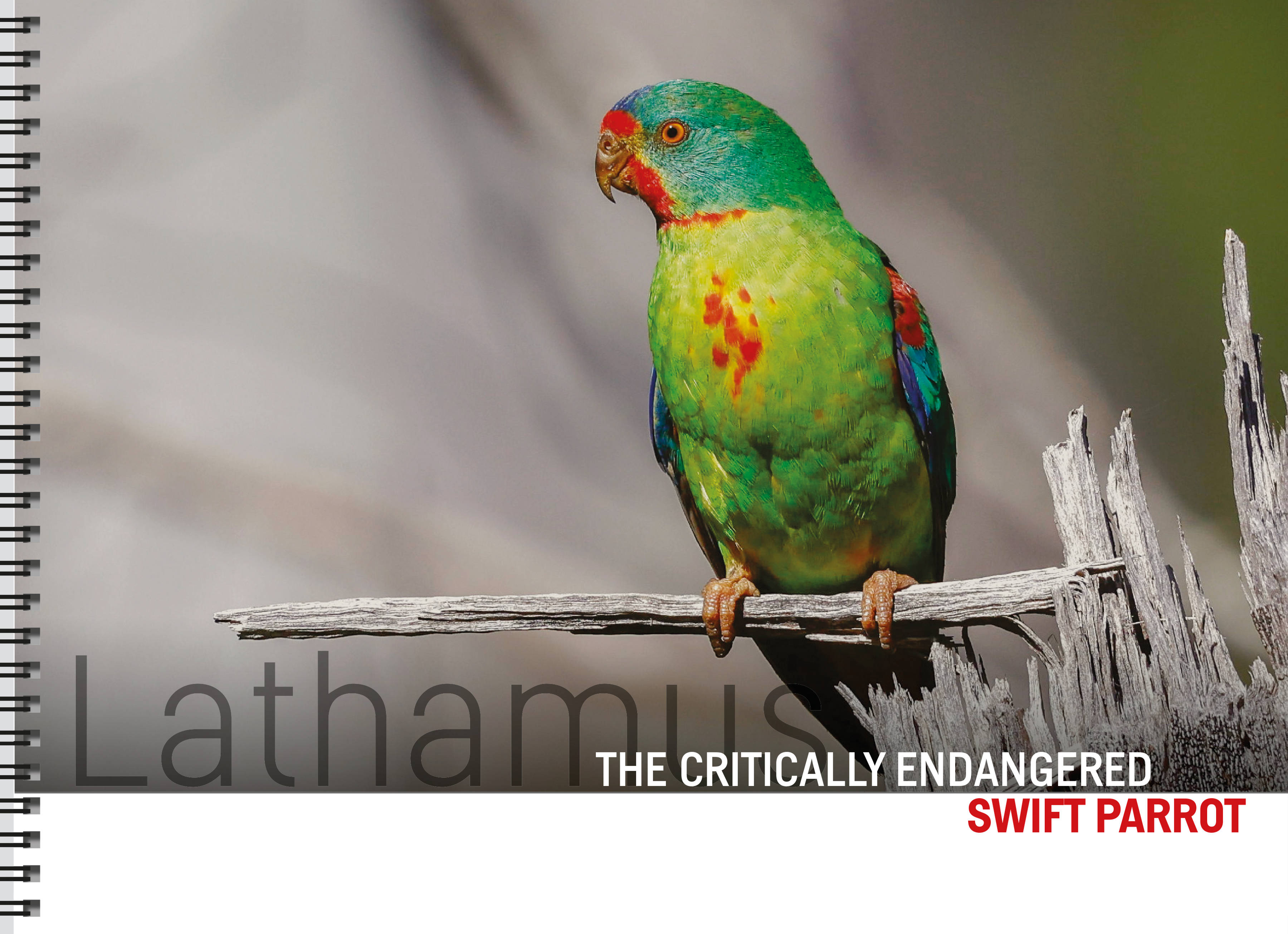 The cover of the large-format pictorial publication, Lathamus / The Critically Endangered Swift Parrot, with a single Swift Parrot perched on a dead branch. Image by Rob Blakers.