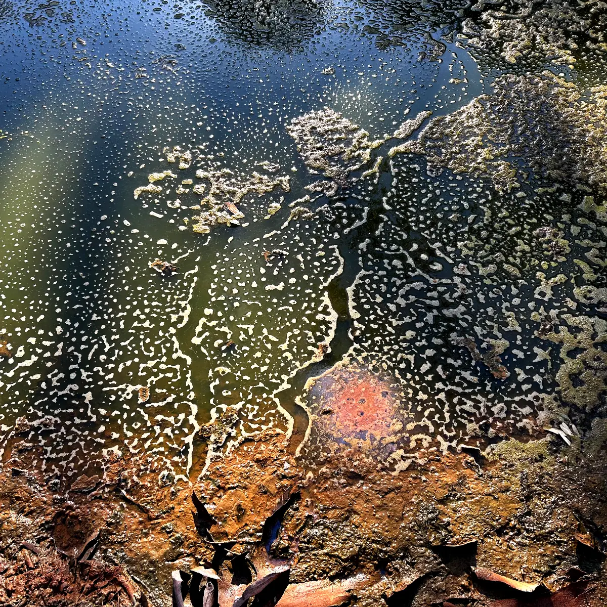 A close up photograph of a waterhole with reflections of the surrounding eucalypt trees and creamy coloured, patterned pond scum on the surface of the water.