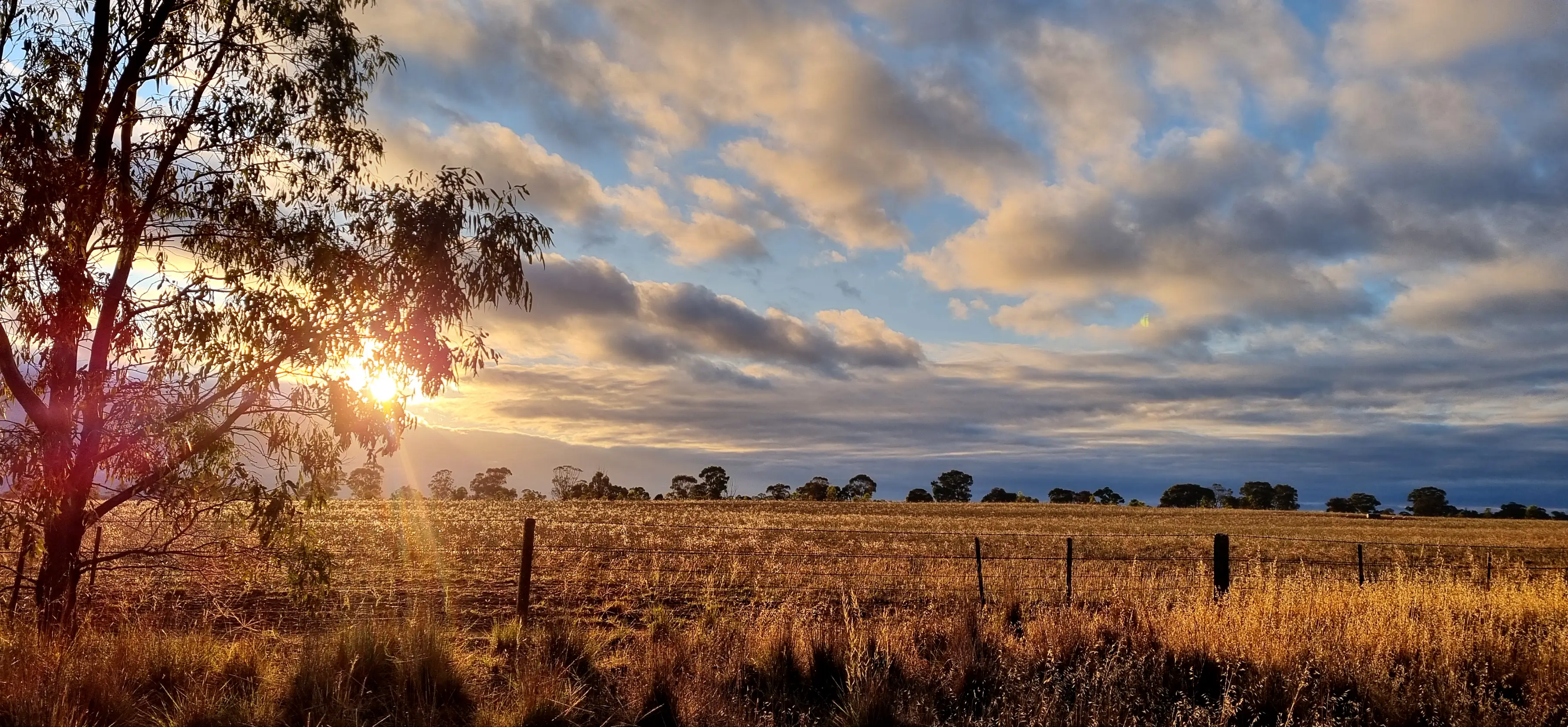 Sunset image with yellow dappled light of a fenced farm paddock with scattered eucalypt trees under a blue sky with fluffy white and grey clouds.
