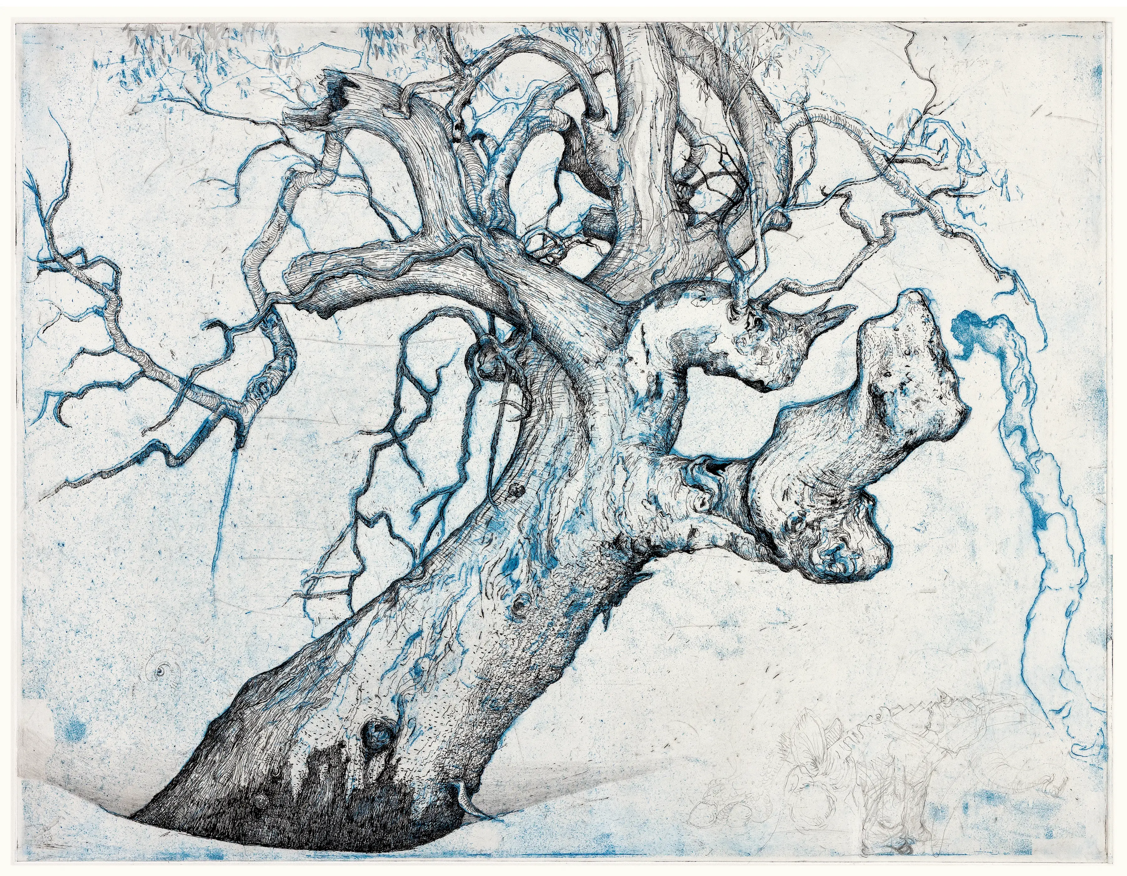 A black line drawing with blue watercolour wash of giant river red gum with twisted broken limbs, one of which resembles the head and horn of a rhinoceros.