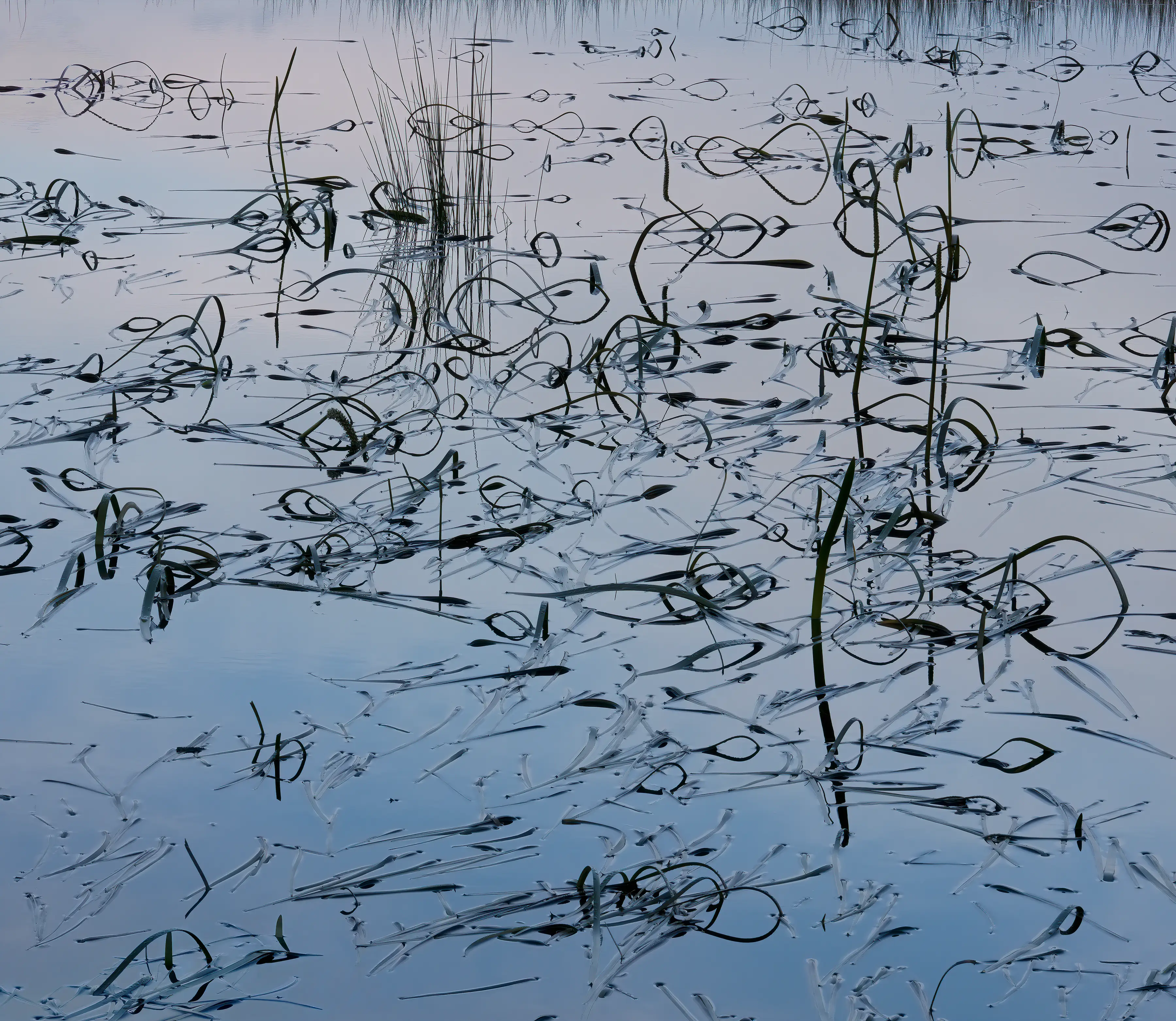 An image with delicate pink and blue tones of assorted water rushes and reeds and their reflections.