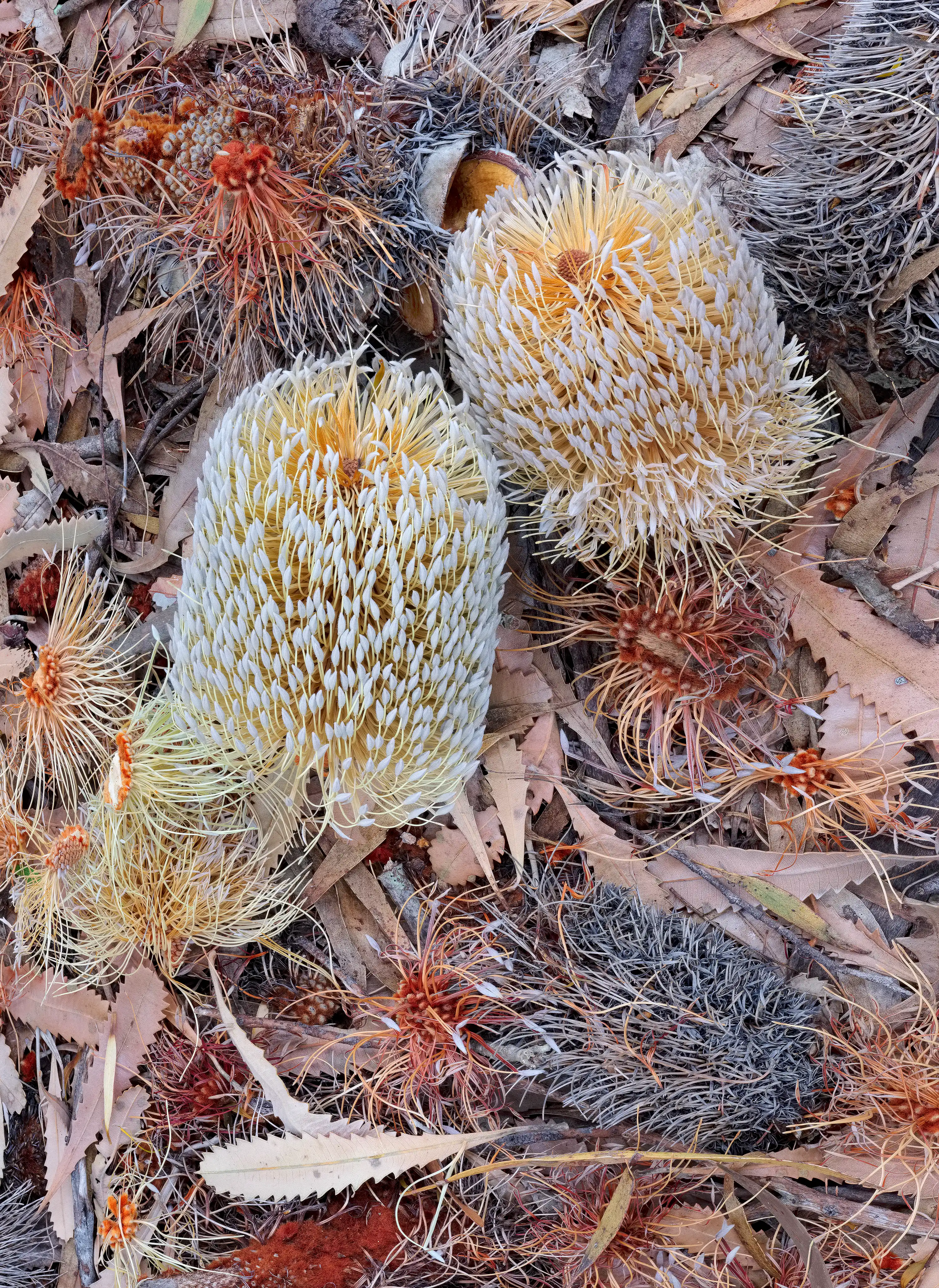 A close up image of two fresh orange, yellow and white Banksia flowers, that were dislodged by a cockatoo, lying amongst wind swept leaves, bark and weathered flower cones on the ground.