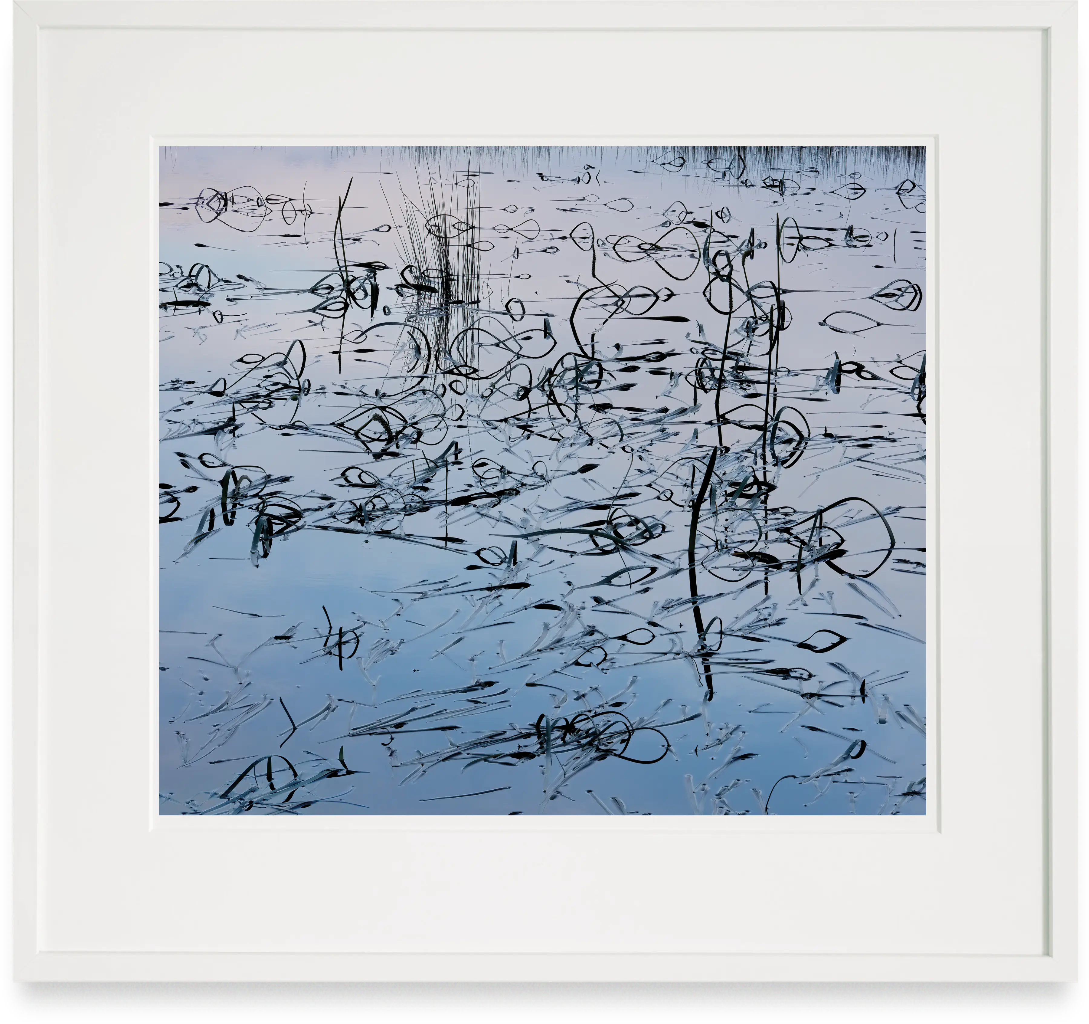 A white-framed print of assorted delicate pink- and blue-toned water rushes and reeds and their reflections.