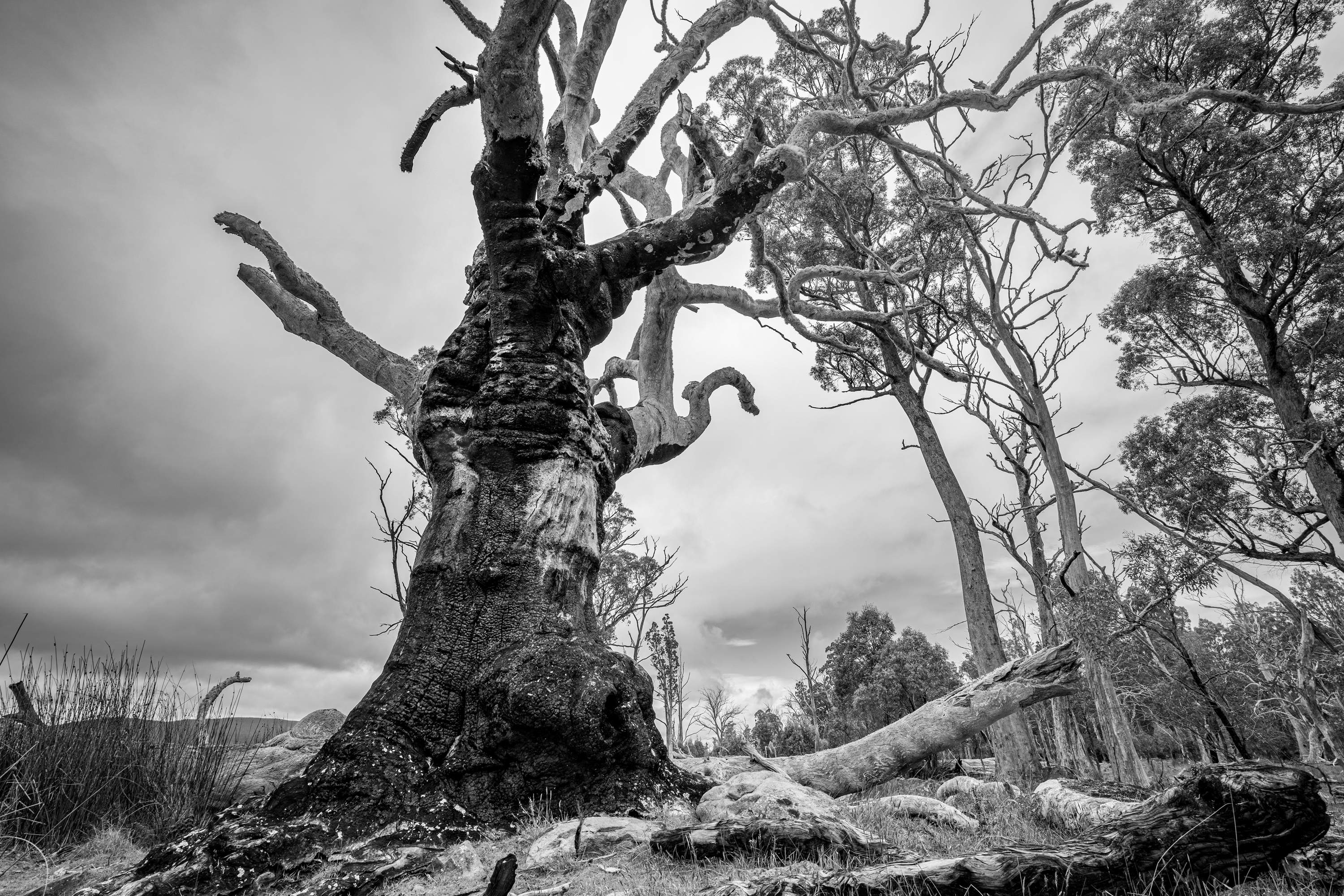 An image of a very old twisted, dead gum tree.