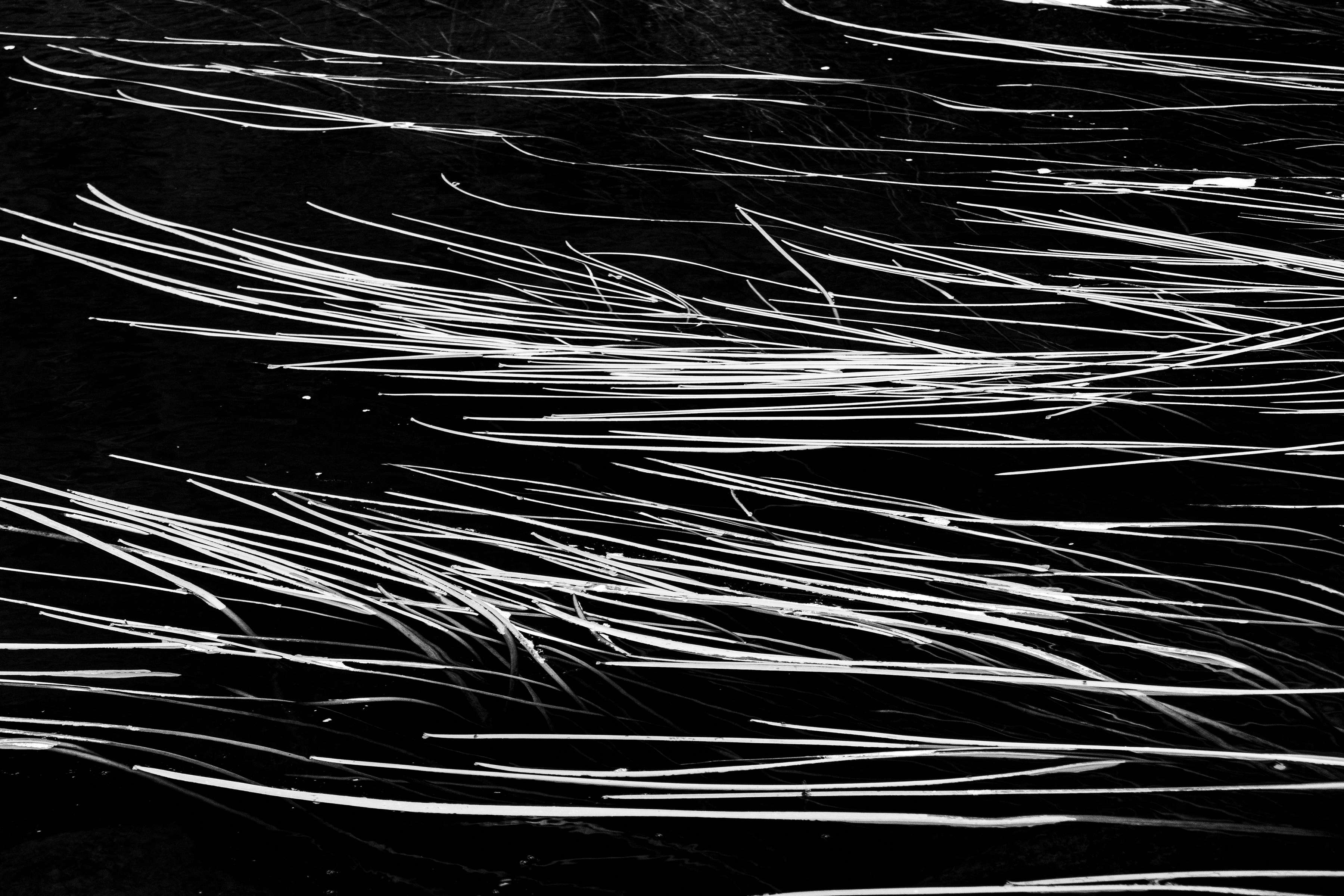 An abstract image of reeds in a river bed.