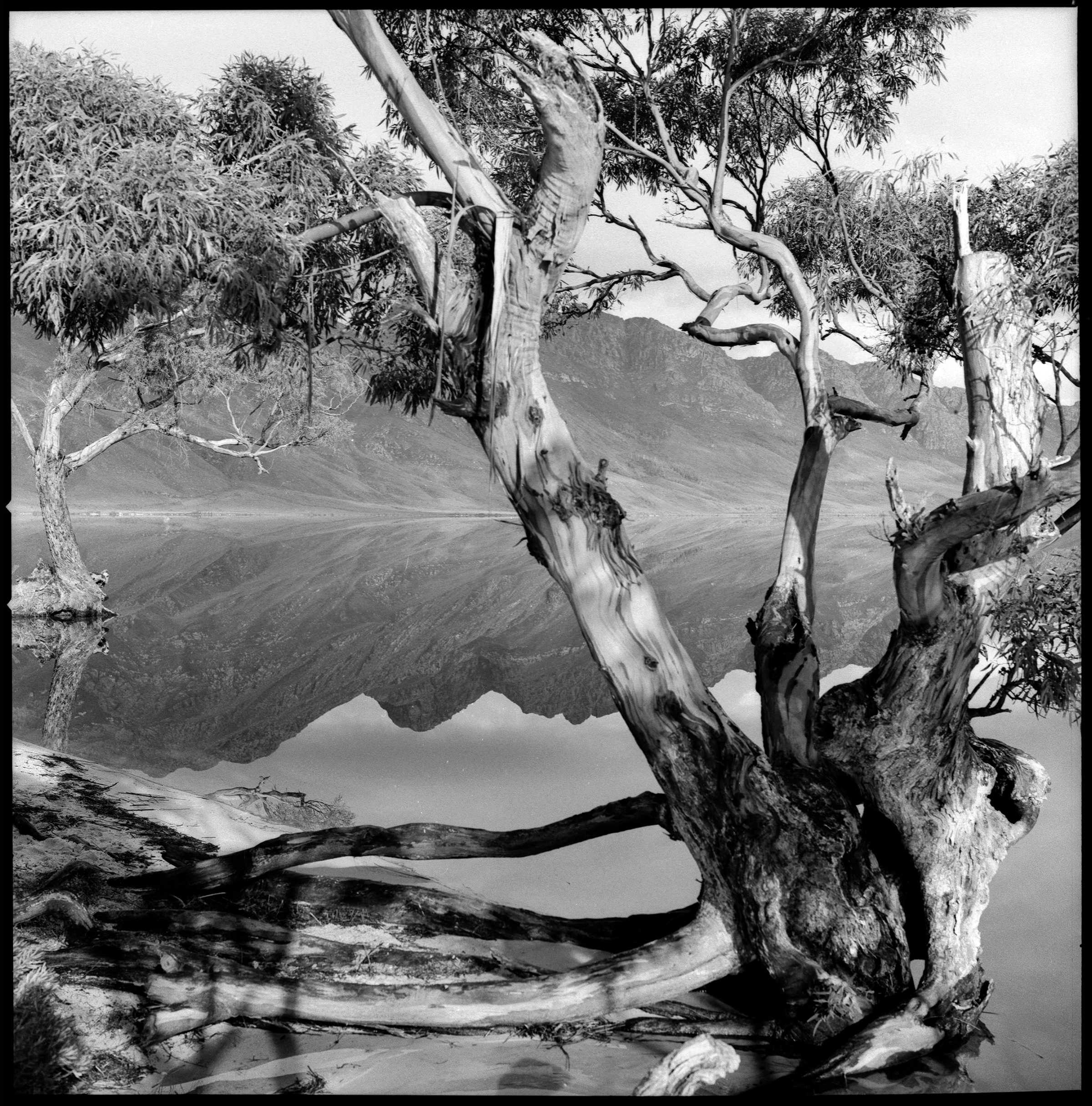 Black and white photograph of Lake Pedder by the late Geoff Parr capturing the mountain ranges and old eucalypt trees reflecting in the water of Lake Pedder during the last summer as the dam waters begin their inexorable rise.