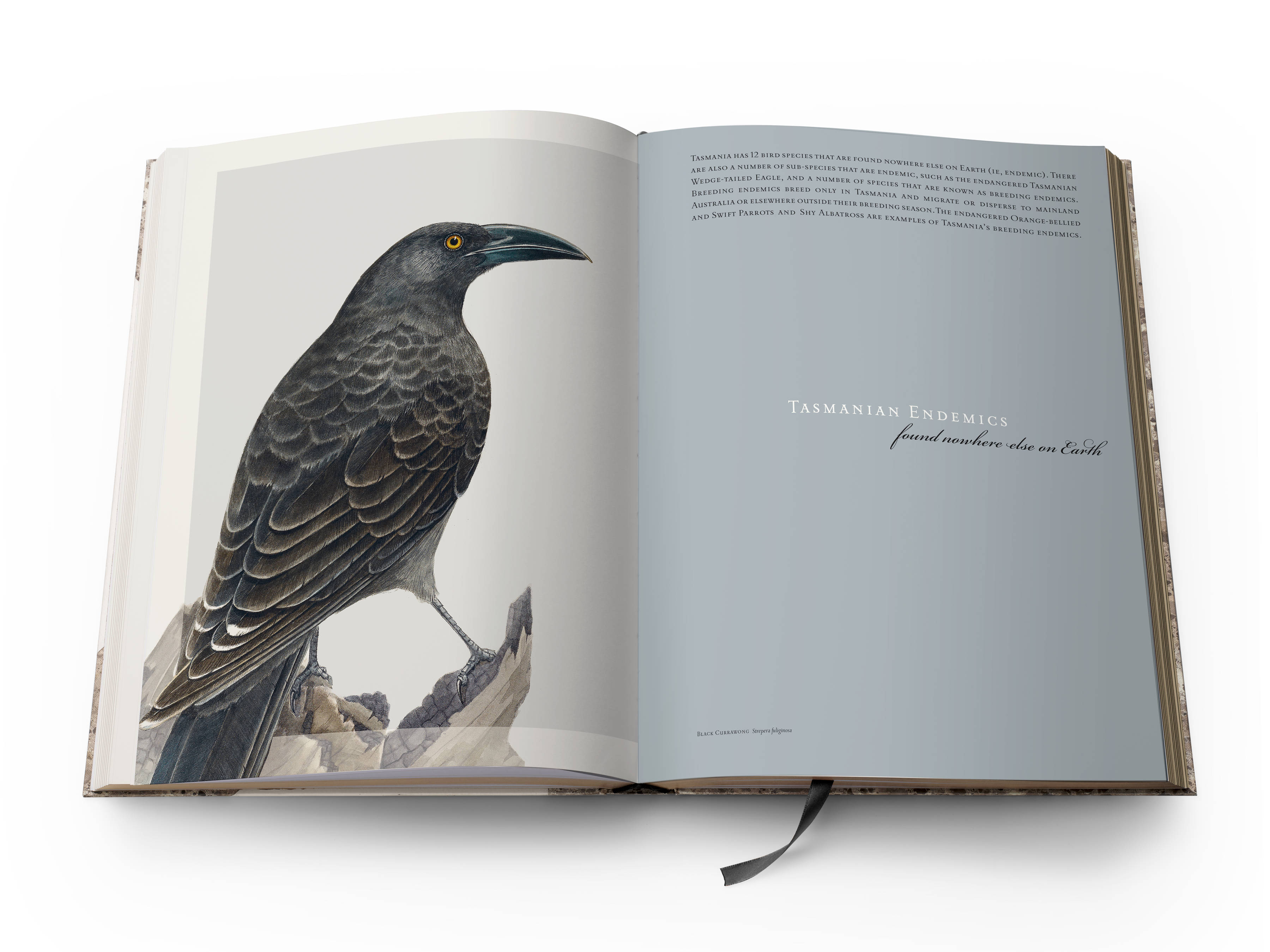 A double page spread from the book with a full-page colour plate of a Black Currawong ‘Strepera fuliginosa’ on the left and the title of the section Tasmanian Endemics, Found nowhere else on Earth on the right.
