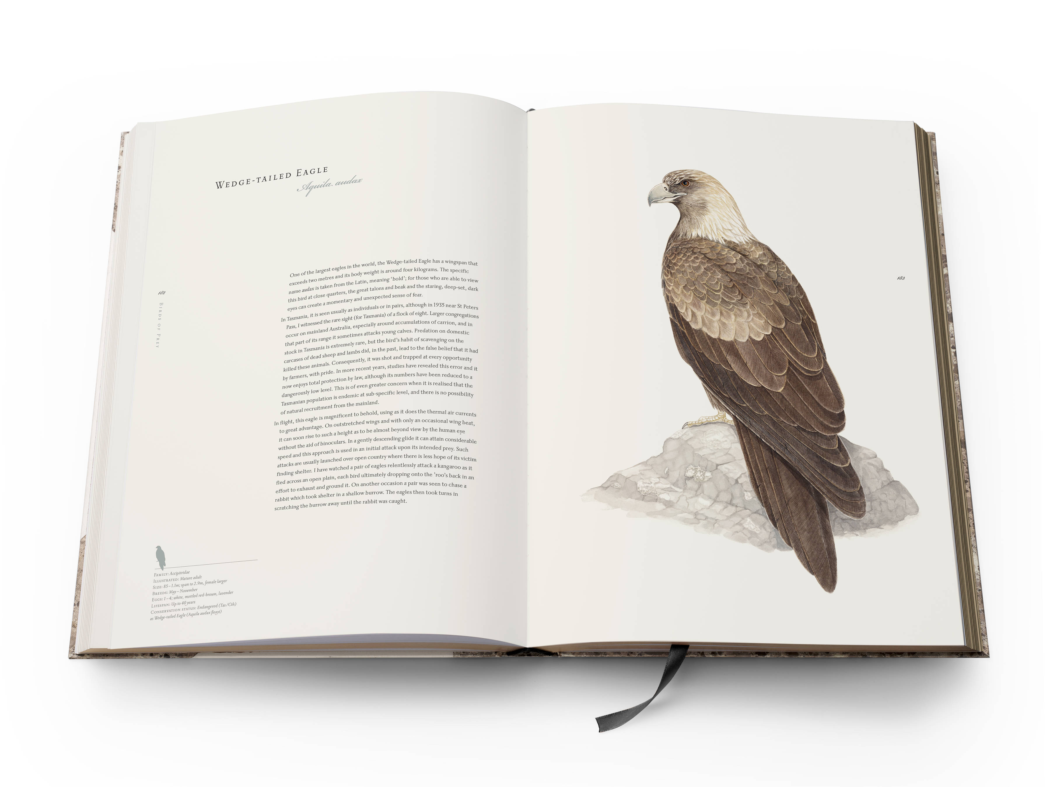 A double page spread from the book with text on the left and a full-page colour plate of a Wedge-tailed Eagle ‘Aquila audax’ on the right.