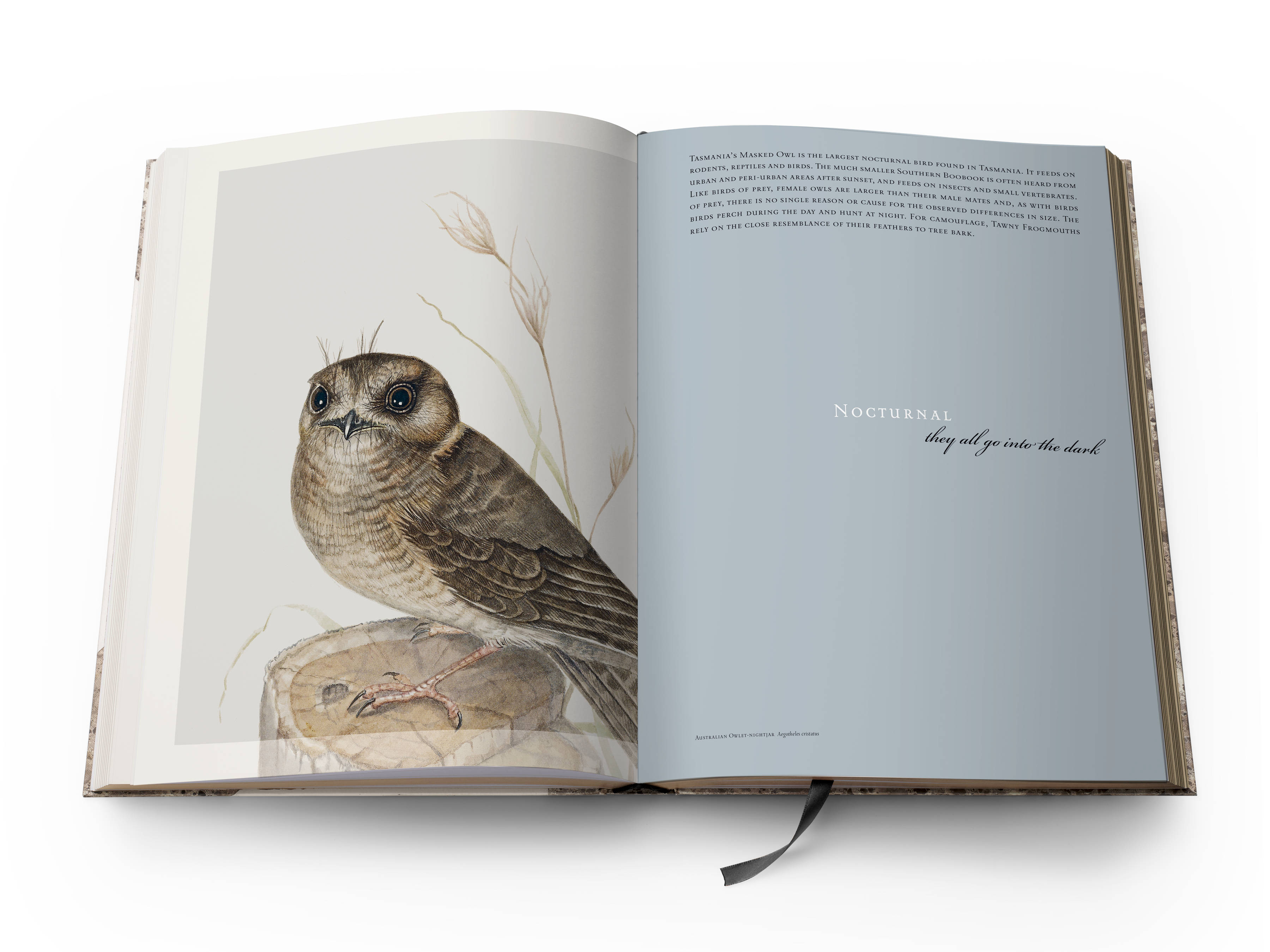 A double page spread from the book with a full-page colour plate of a Australian Owlet ‘Aegotheles cristatus’ on the left and the title of the section Nocturnal, ‘They all go into the dark’ on the right.