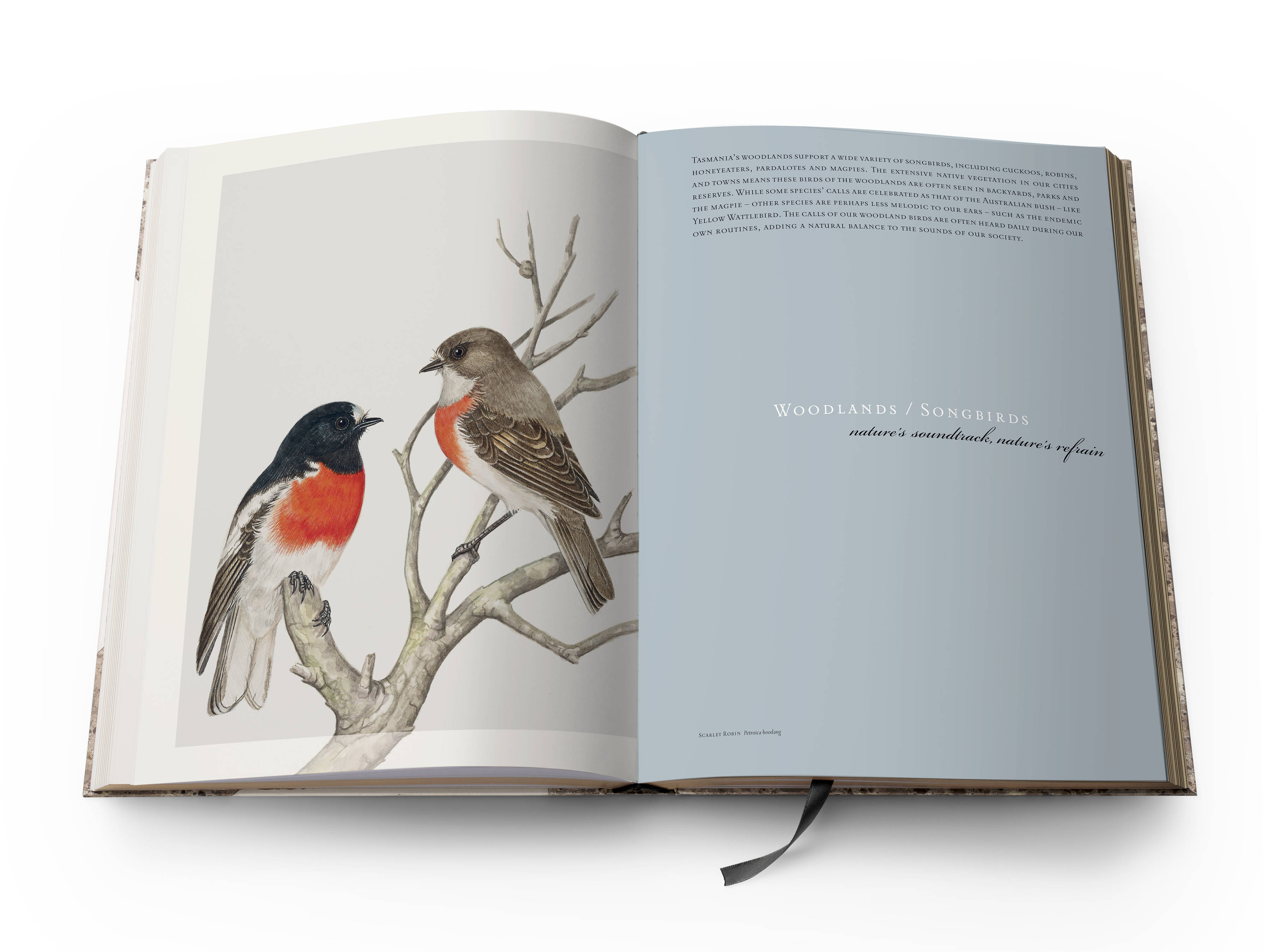 A double page spread from the book with a full-page colour plate of a Scarlet Robin ‘Petroica boodang’ on the left and the title of the section Woodlands / Songbirds, ‘Nature’s soundtrack, nature’s refrain’ on the right.