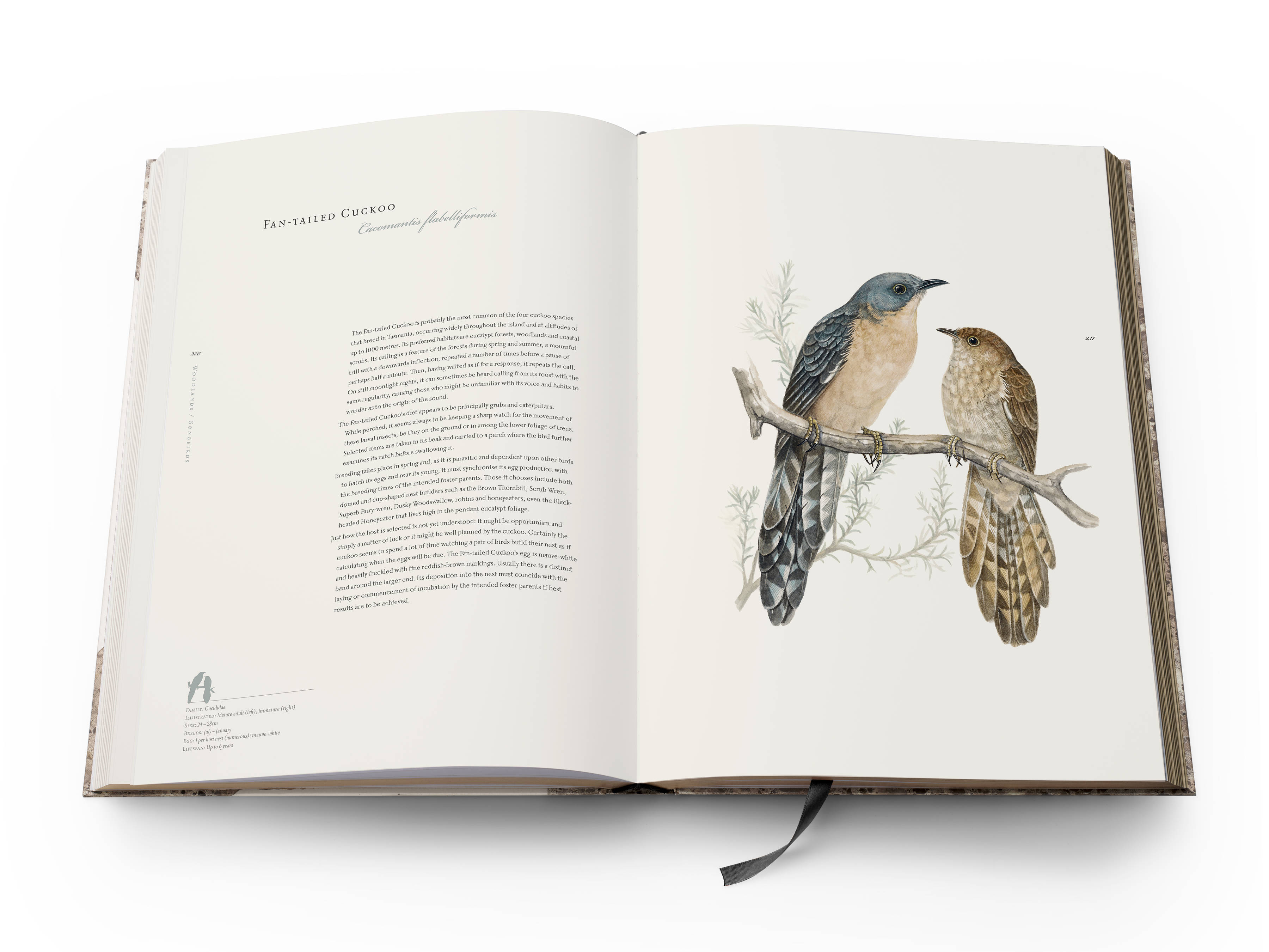 A double page spread from the book with text on the left and a full-page colour plate of a Fan-tailed Cuckoo ‘Cacomantis flabelliformis’ on the right.