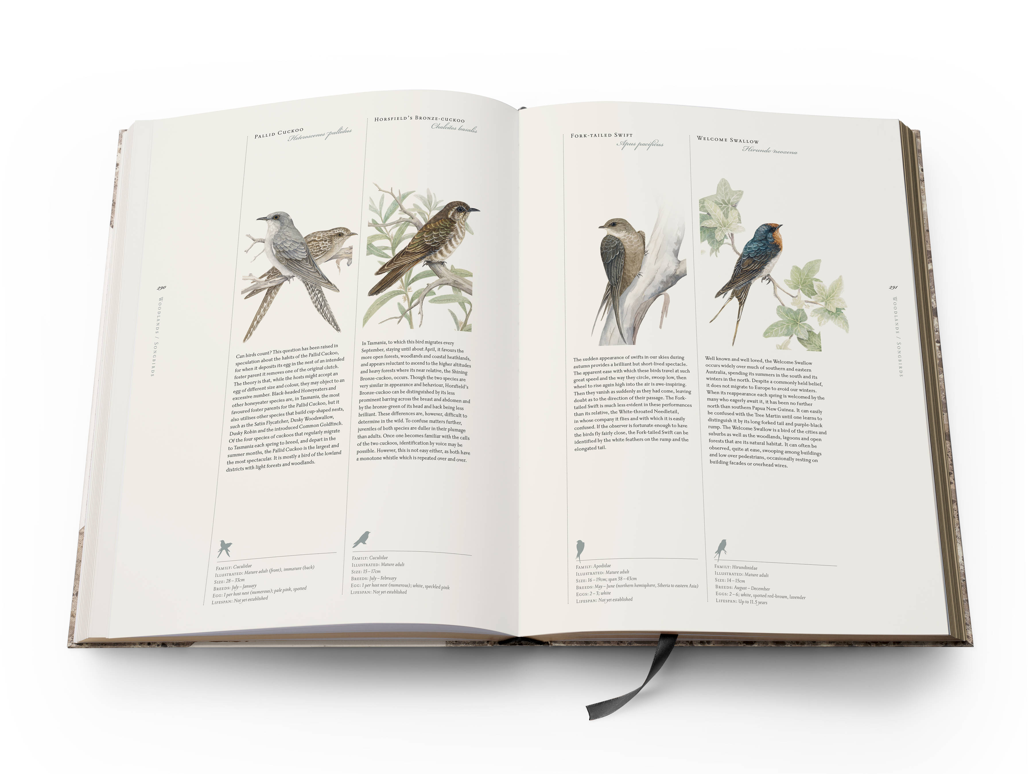 A double page spread from the book with 4 half-page colour plates pictured from left to right:  Pallid Cuckoo ‘Heteroscenes pallidus’, Horsfield’s Bronze-cuckoo ‘Chalcites basalis’, Fork-tailed Swift ‘Apus pacificus’, Welcome Swallow ‘Hirundo neoxena’.