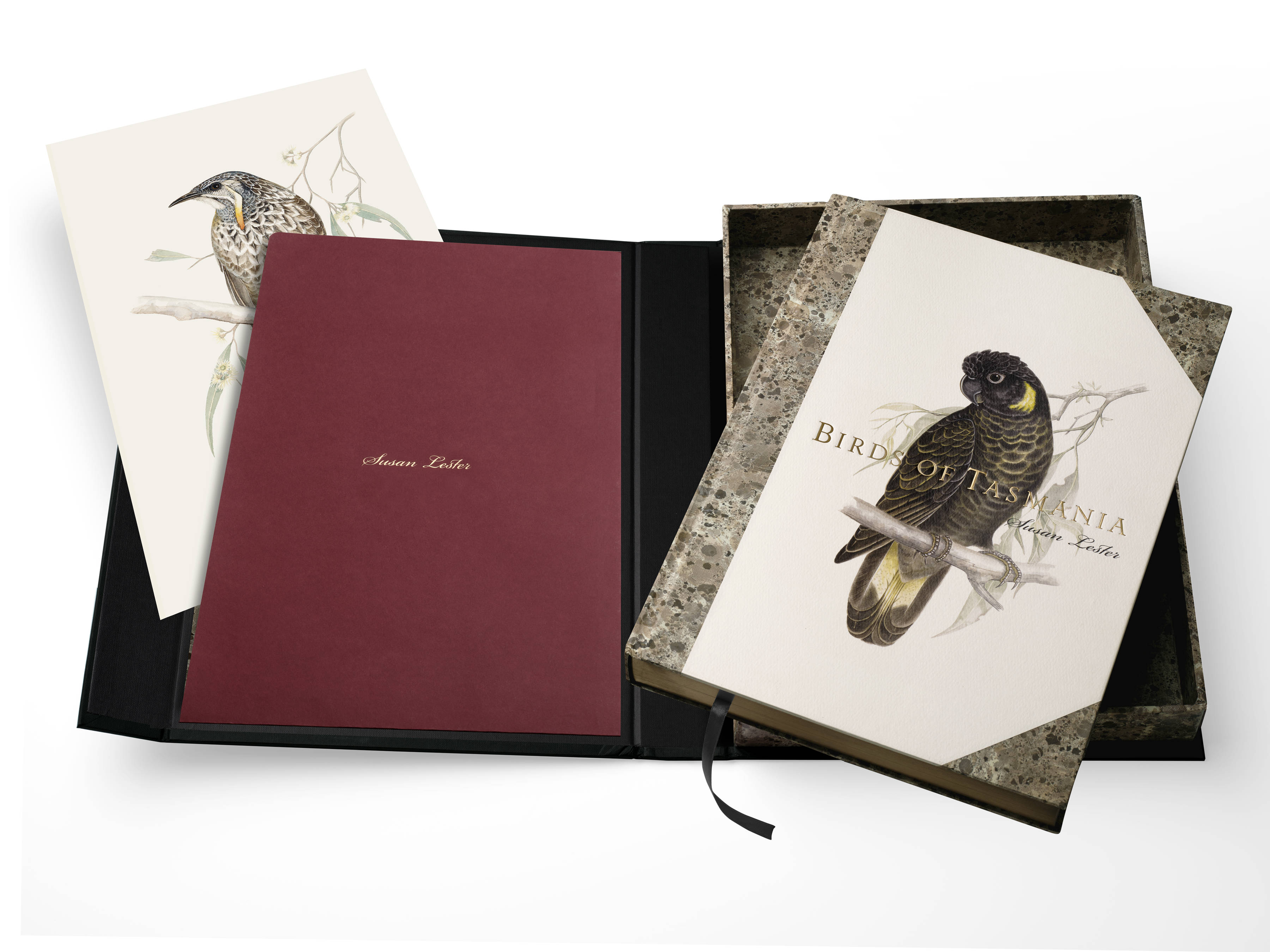 An image of a fully open ‘Birds of Tasmania’ by Susan Lester clamshell presentation box. On the right the book is sitting out of the box revealing its charcoal ribbon. On the left is the claret-red folder with a Yellow Wattlebird ‘Anthochaera paradoxa’ archival print pictured sliding out of the folder.