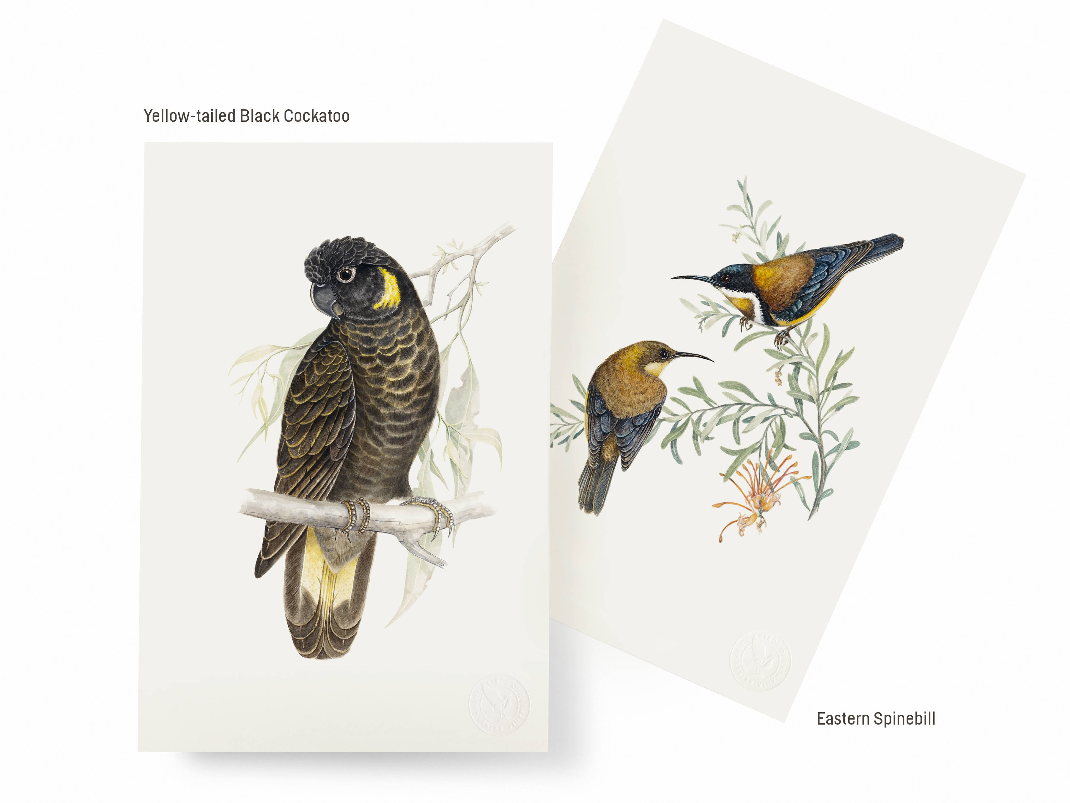 Two of the selection of six artworks available as part of the special BOXED edition: Yellow-tailed Cockatoo on the left, Eastern Spinebill on the right.