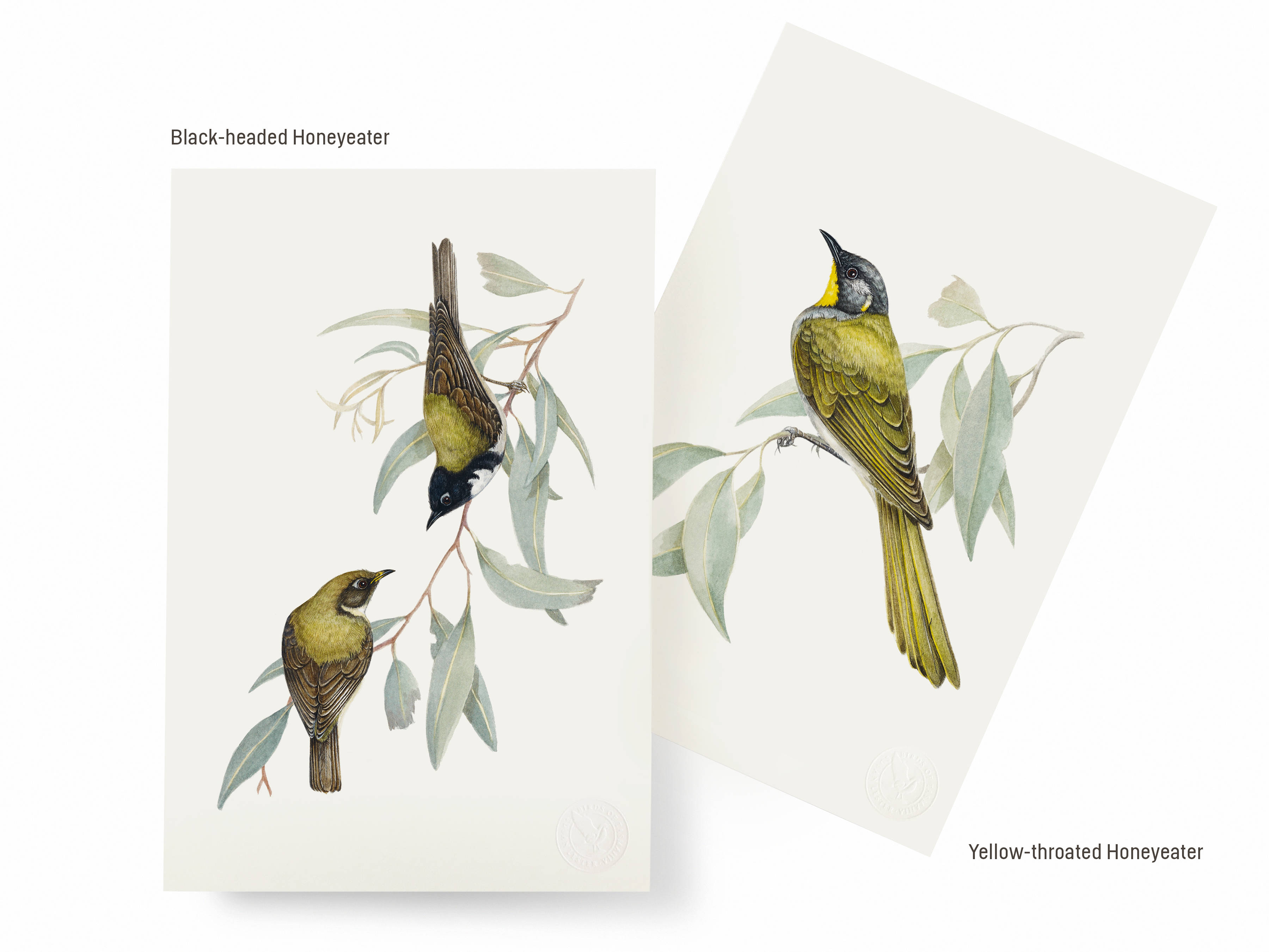 Two of the selection of six artworks available as part of the special BOXED edition: Black-headed Honeyeater on the left, Yellow-throated Honeyeater on the right.