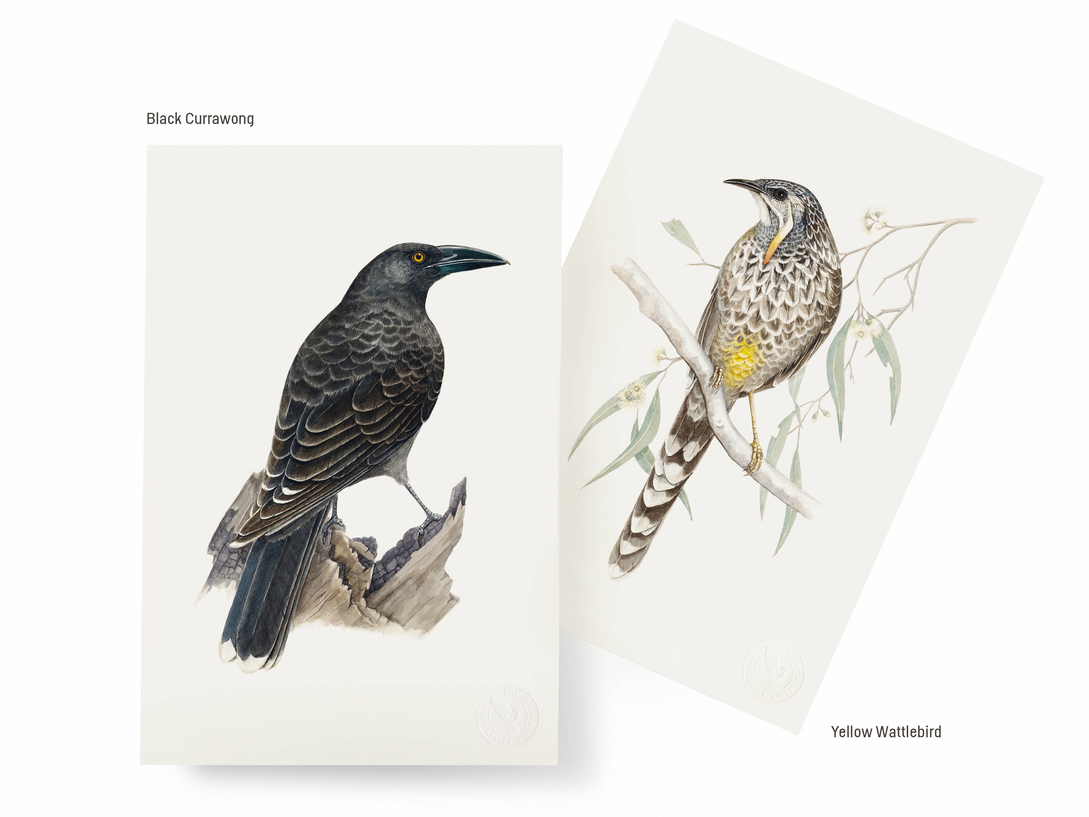Two of the selection of six artworks available as part of the special BOXED edition: Black Currawong on the left, Yellow Wattlebird on the right.