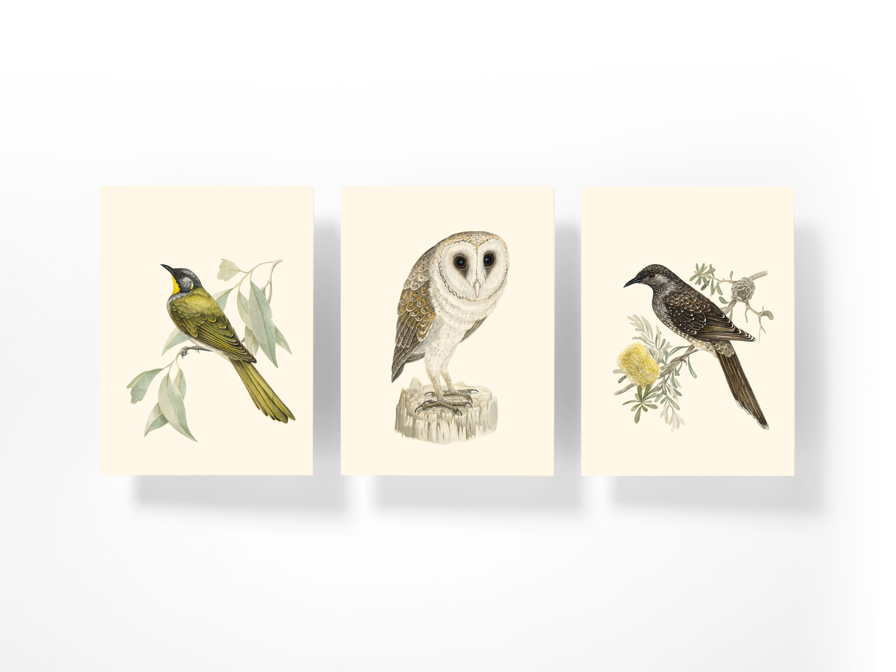 Photograph shows three of the cards from the box set of Tasmanian birds: Yellow-throated Honeyeater, Barn Owl, Little Wattlebird. Photo: Peter Whyte.