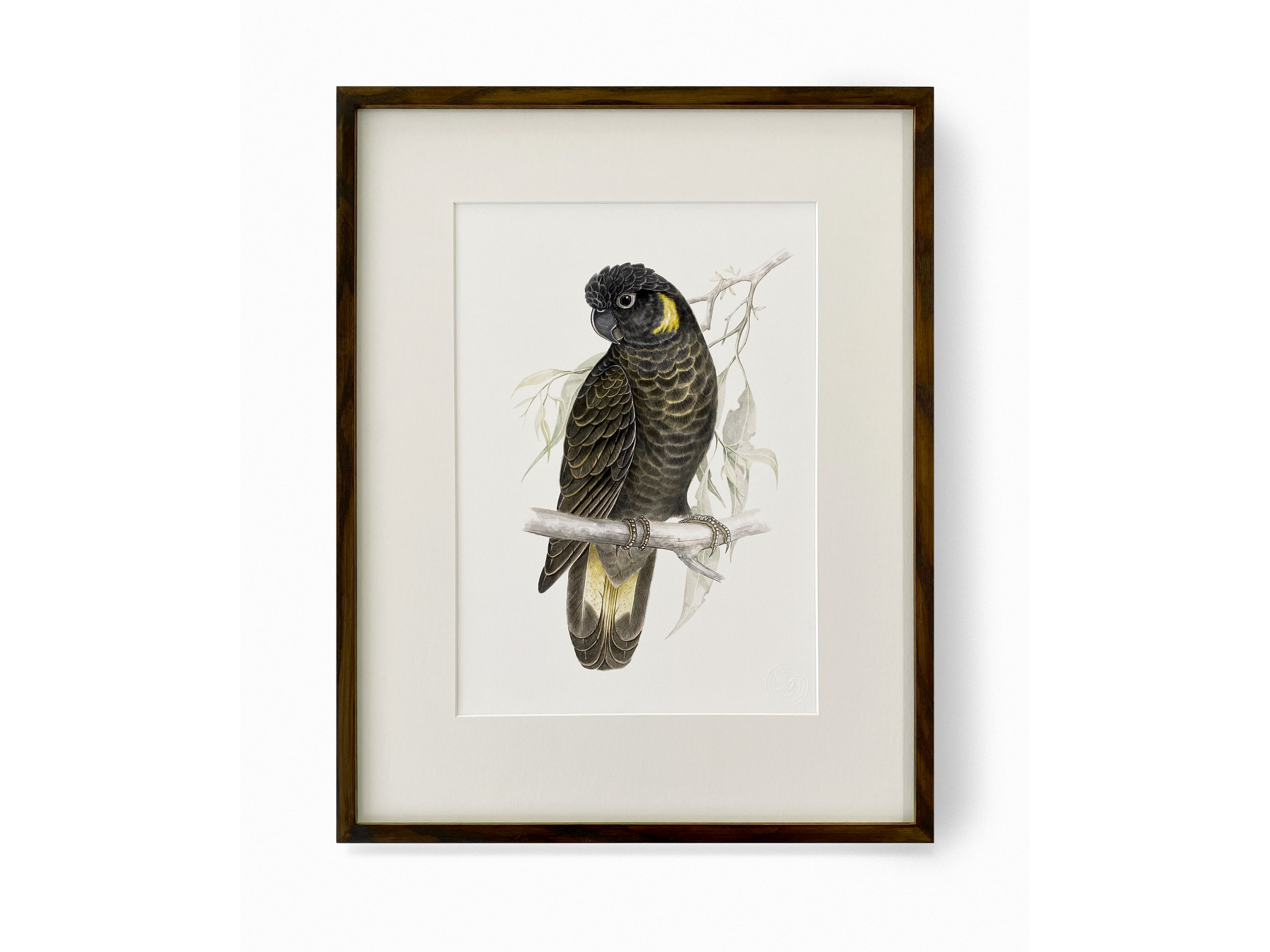 A framed print of a Yellow-tailed Black Cockatoo.