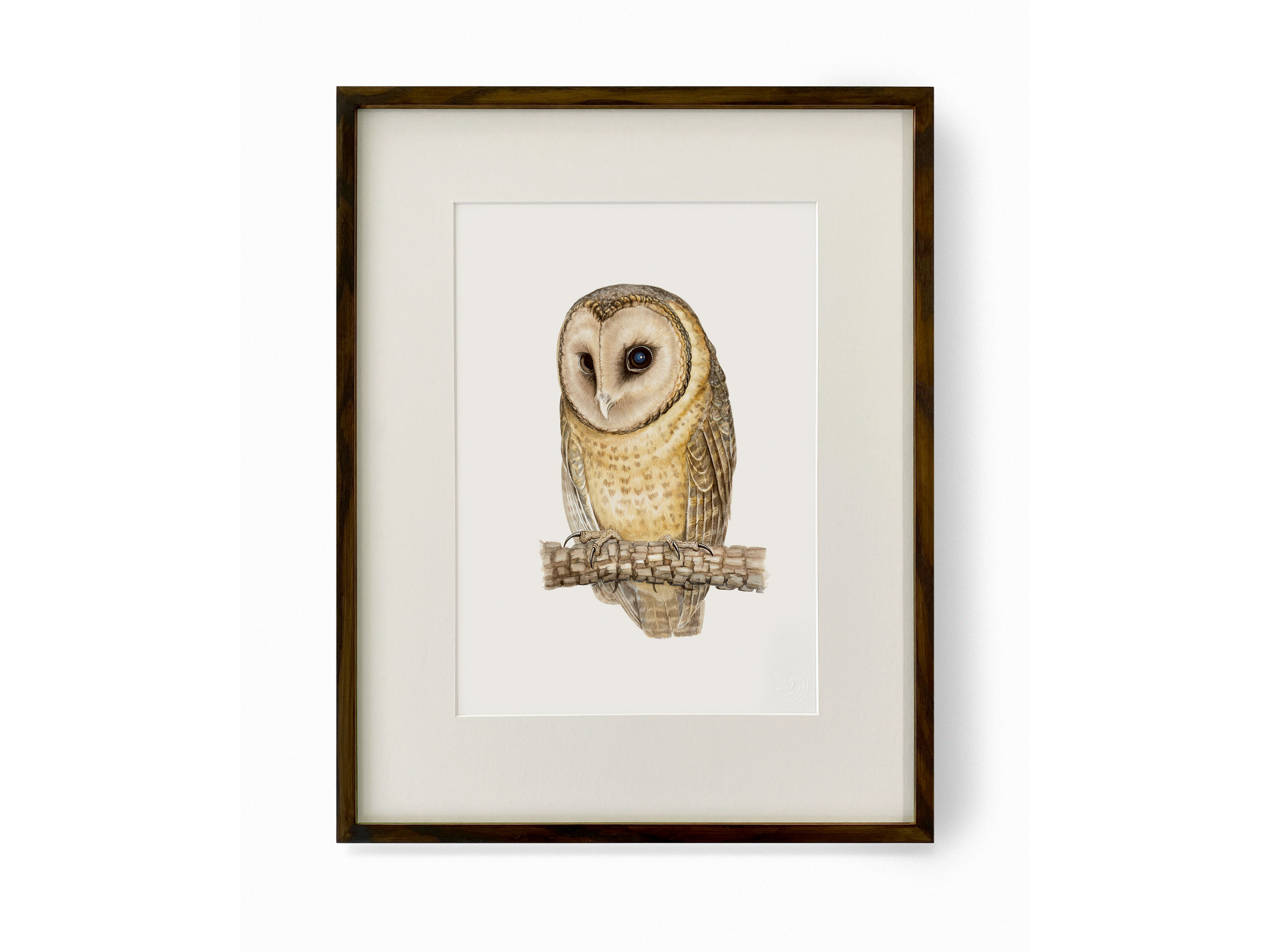 A framed print of a Masked Owl.