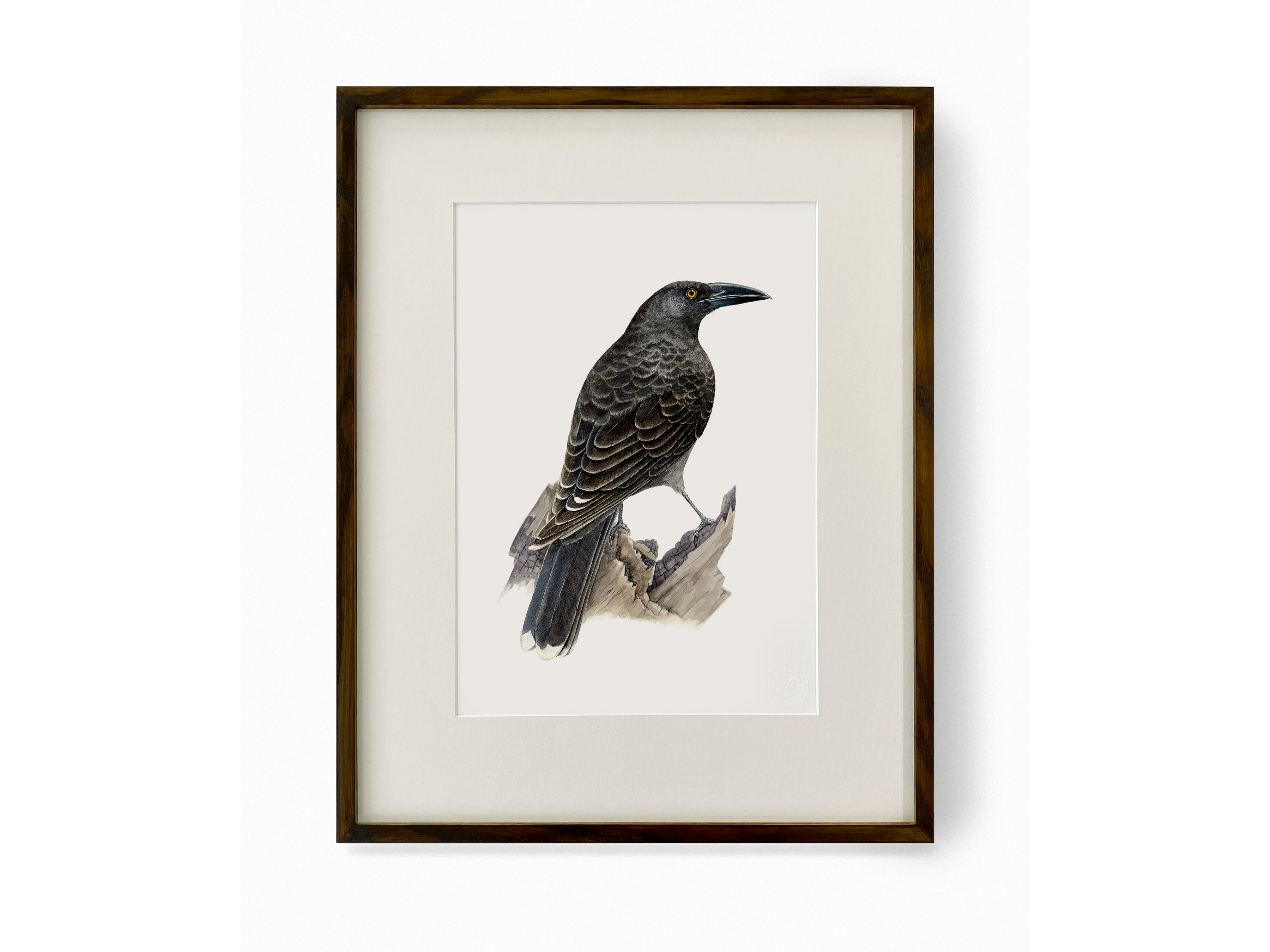 A framed print of a Black Currawong.