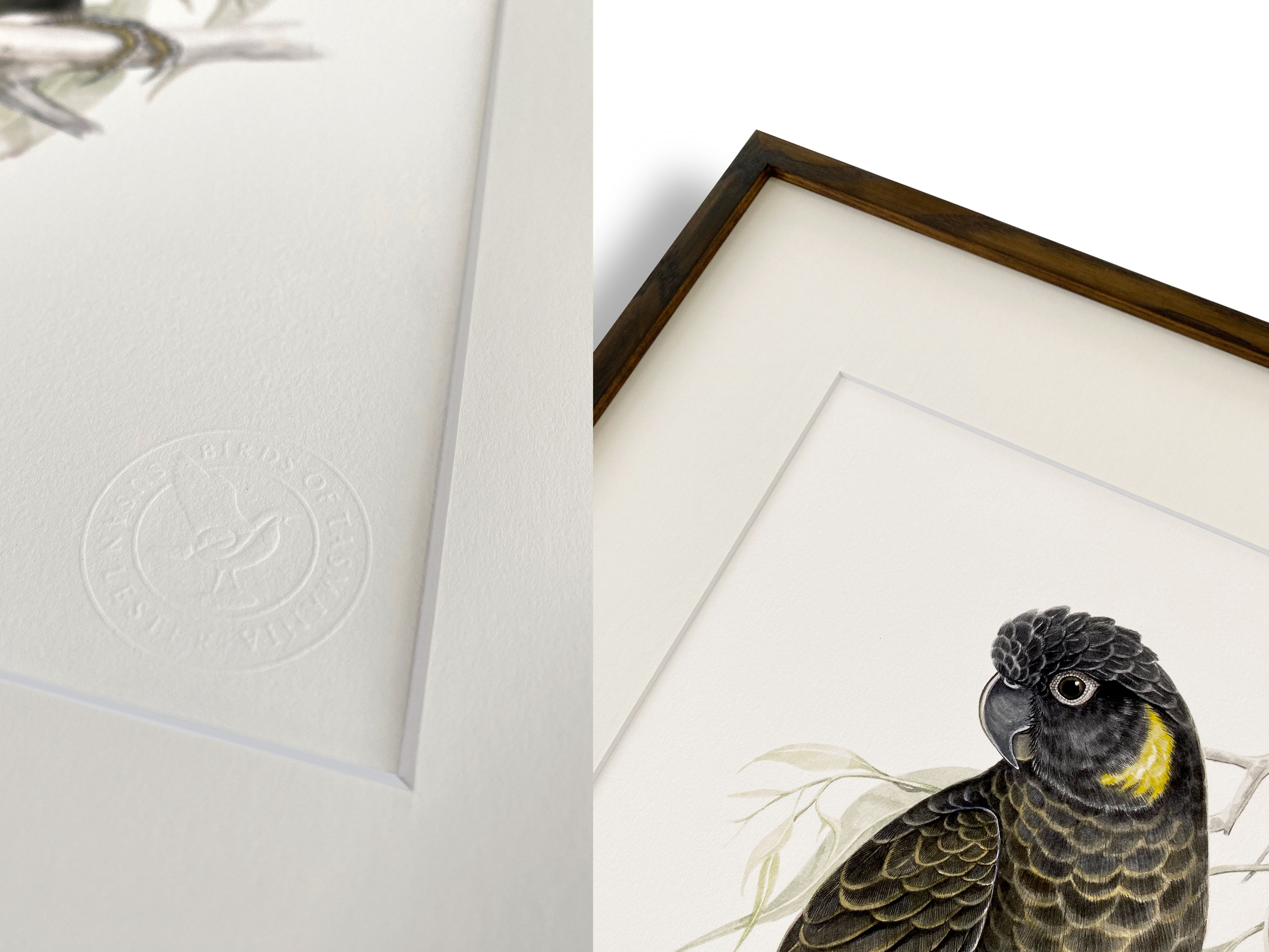 A composite image showing the Birds of Tasmania embossed seal and a detail of a framed print with a Yellow-tailed Black Cockatoo.