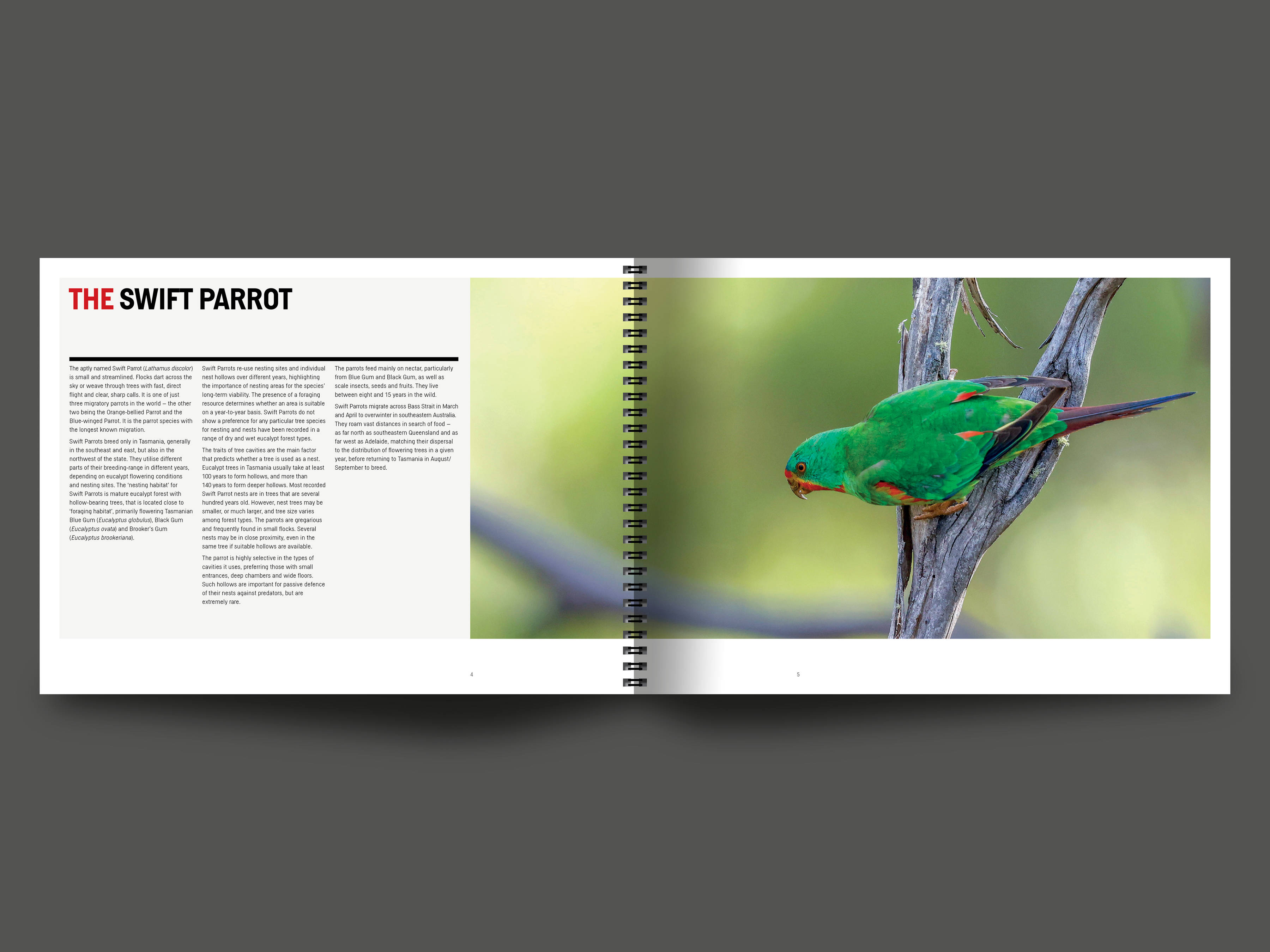 A double page spread from the book featuring text about the Swift Parrot on the left and an image of a Swift Parrot perched on a branch on the right. Image by Rob Blakers.