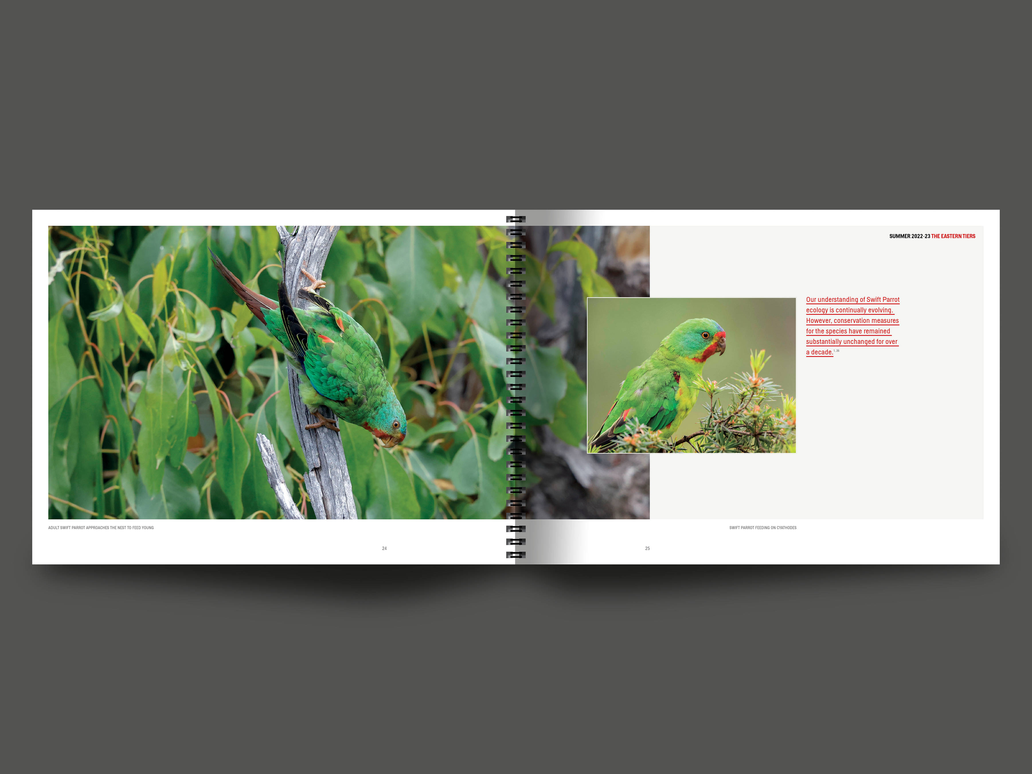 A double page spread from the book featuring a full page photograph of the Swift Parrot on the left and a smaller inset image of a Swift Parrot feeding on Cyathodes on the right. Images by Rob Blakers.