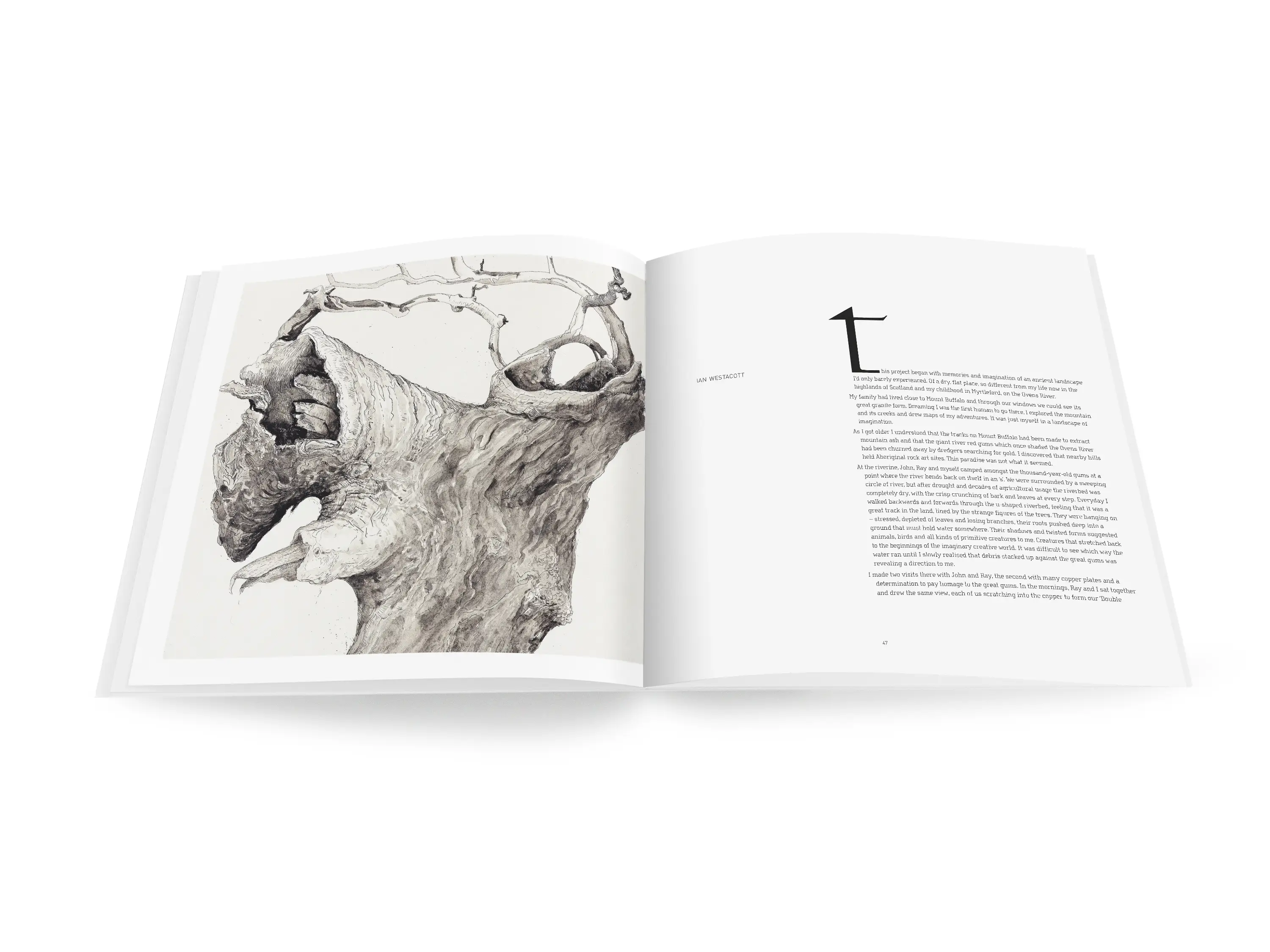 A double-page spread from a book with a black and white drawing of a giant twisted river red gum with a thick hollow-filled trunk on the left-hand side and text with the heading &lsquo;Ian Westacott&rsquo; on the right-hand side.