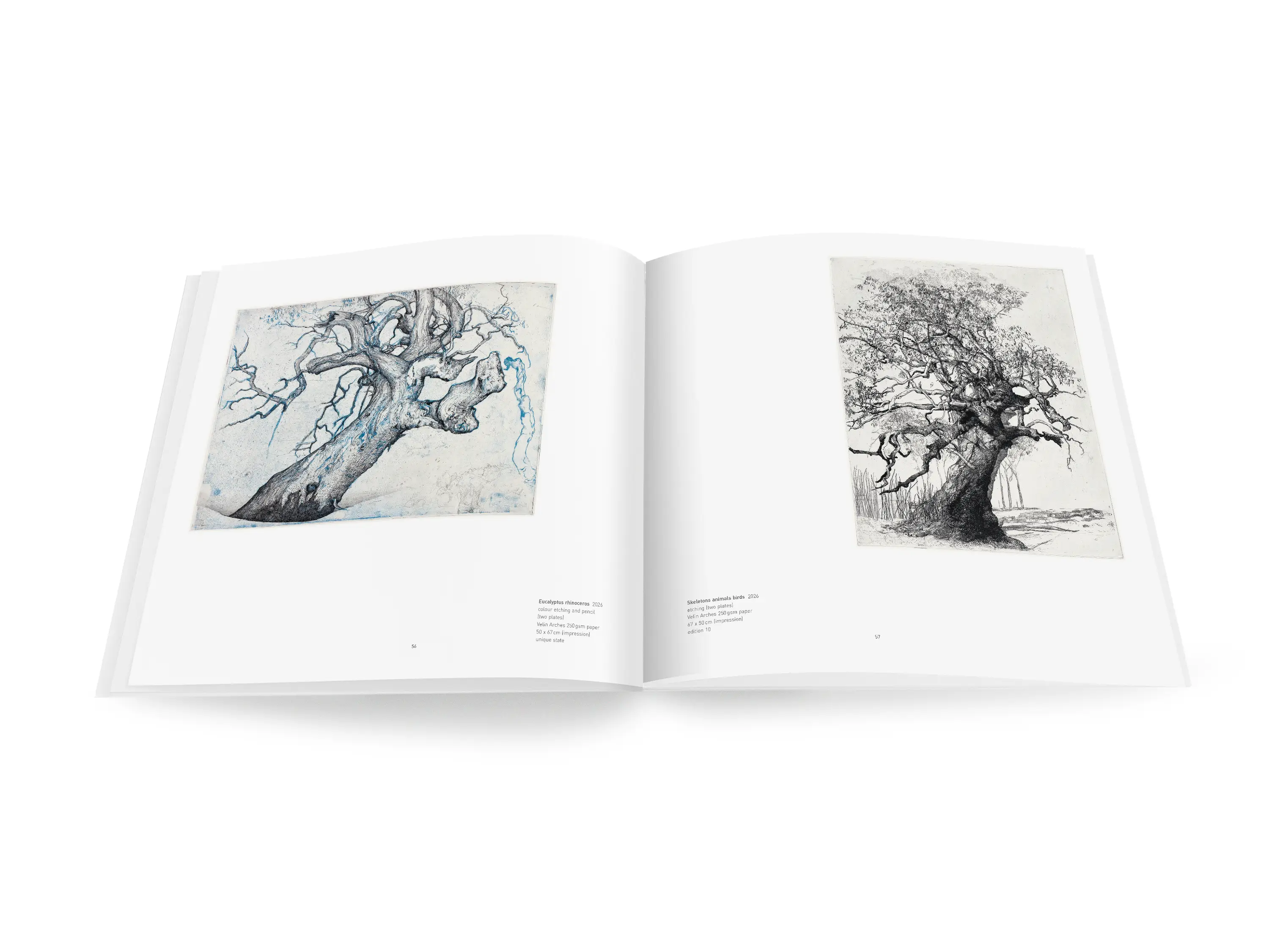 A double-page spread from a book with black line drawings of two giant river red gums with thick trunks and twisted branches. The black line drawing on the left-hand side has blue watercolour wash and the twisted broken limbs, resemble the head and horn of a rhinoceros.