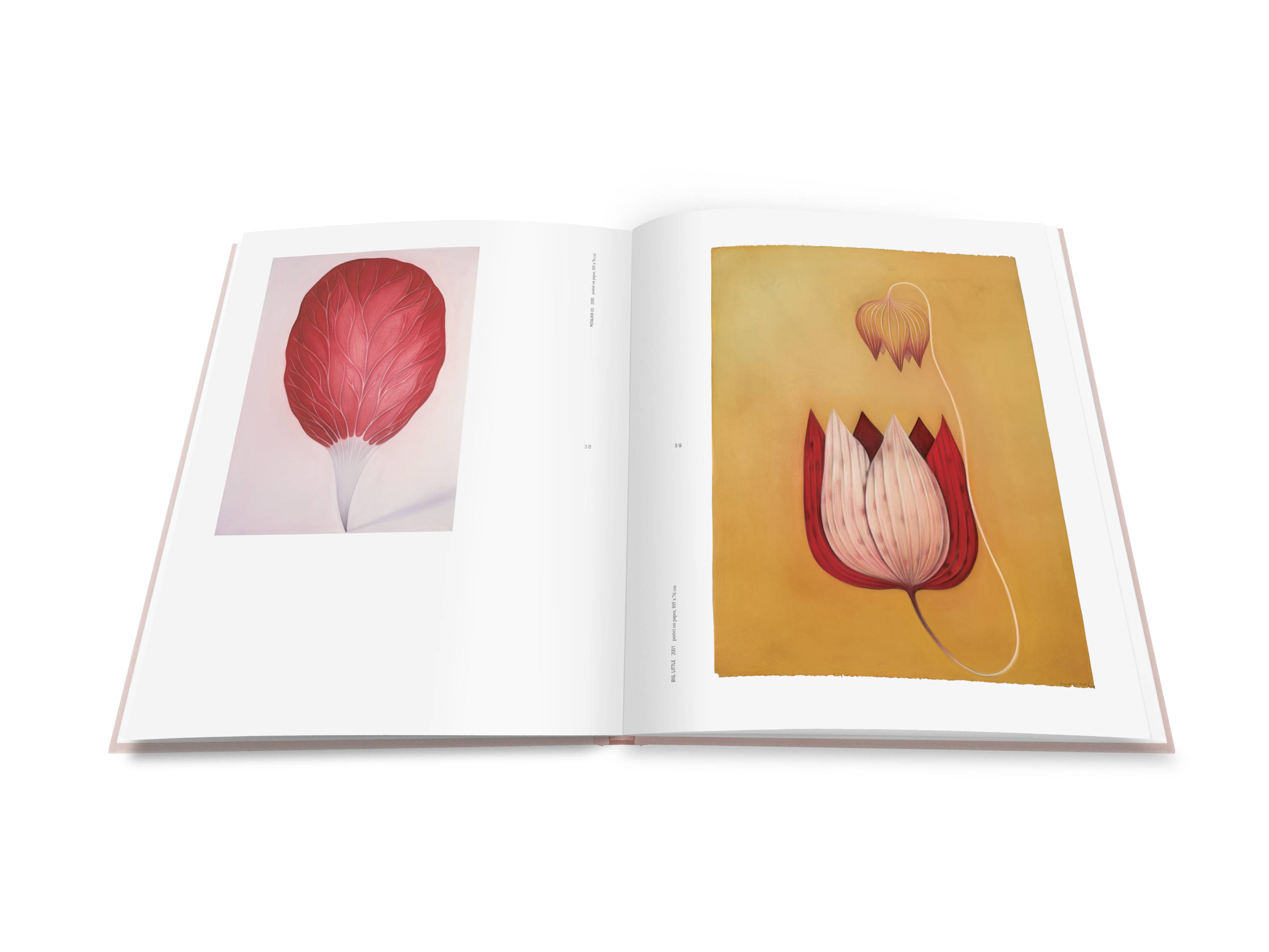 A double page spread from Shapeshifting : Helen Wright with two images of large pastel drawings, one image is of a strangely beautiful red and orange imaginary flower on a yellow background with pointy segmented petals and the other is of a large imaginary red oval-shaped flower head.