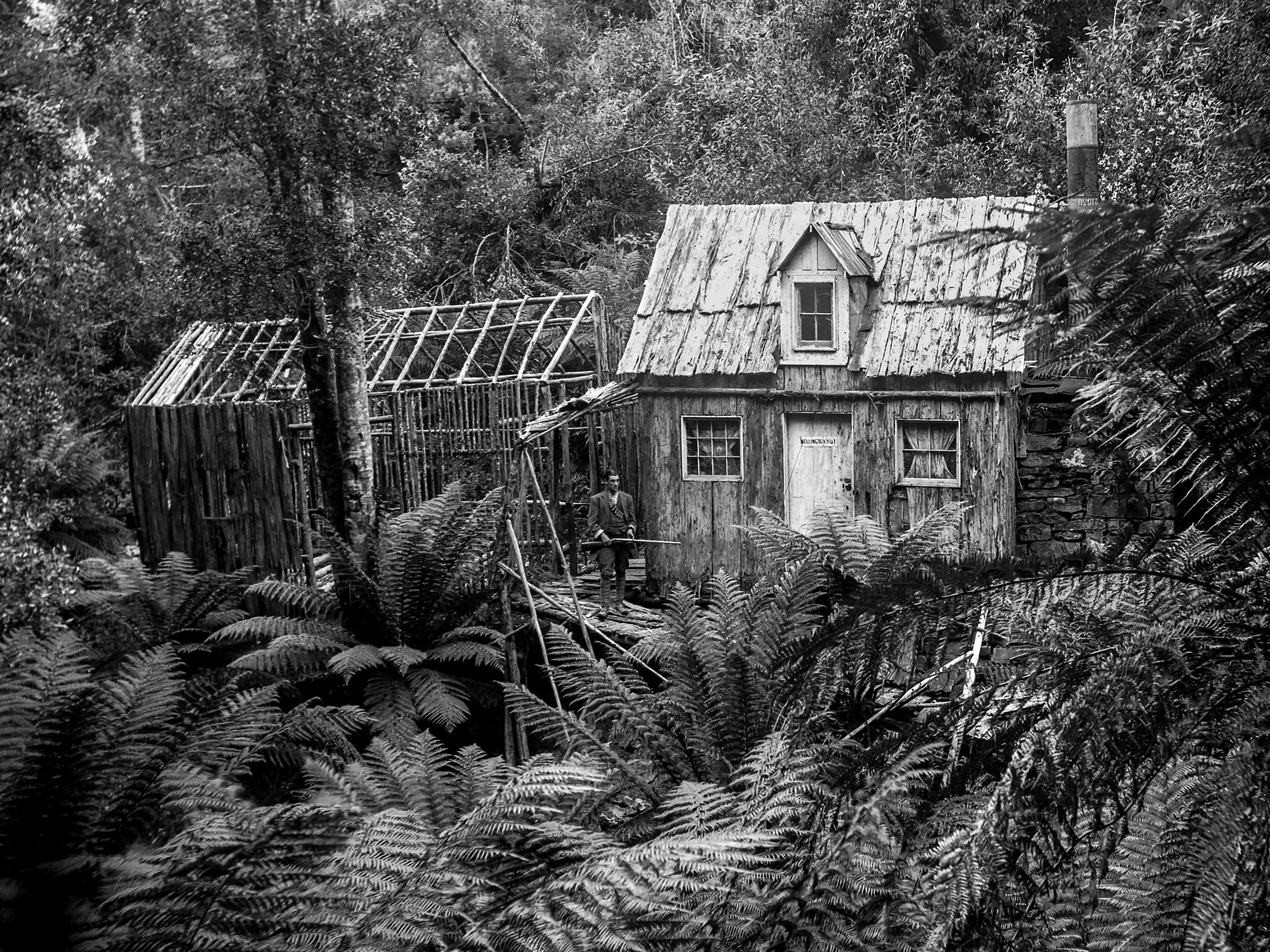 A black and white photograph of Wellington Hut showing an extension to the hut at the framing stage nestled amongst the forest on the slopes of the mountain. A man holding a rifle is standing on the verandah.