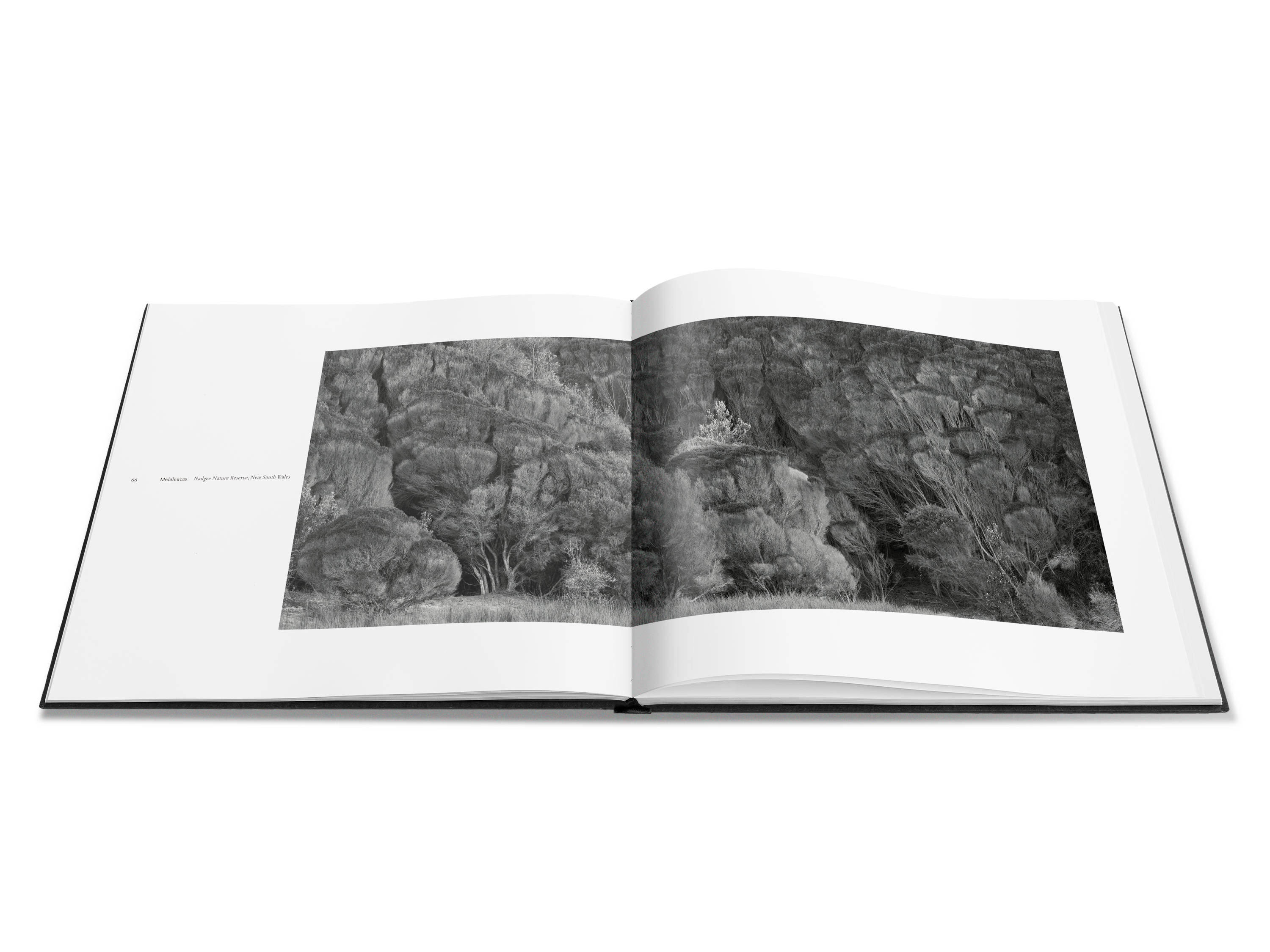 Image of a double page spread from the book featuring a black and white photograph of a dense Melaleuca grove.