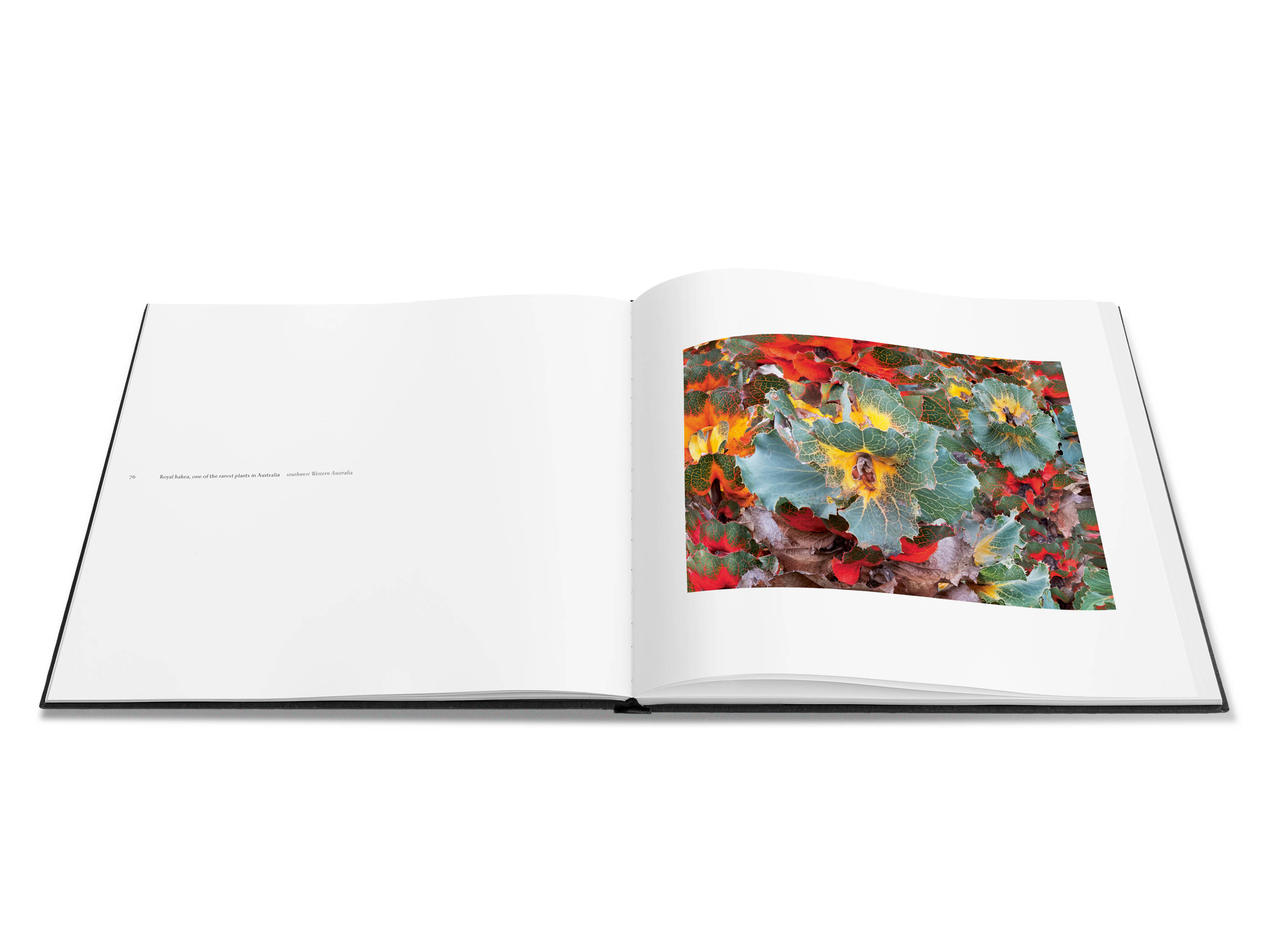 Image of a double page spread from the book featuring a photograph of the vibrant red, yellow and green foliage of a Royal hakea grove.